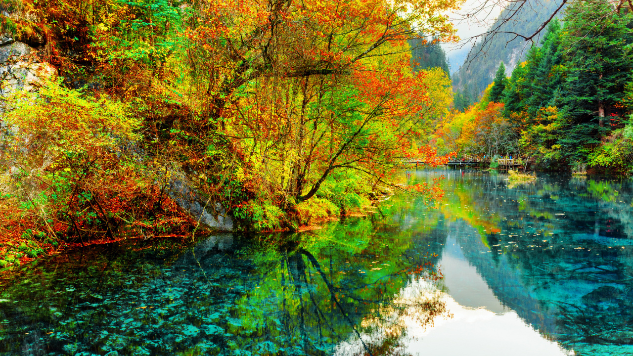 Green and Brown Trees Beside River During Daytime. Wallpaper in 1280x720 Resolution
