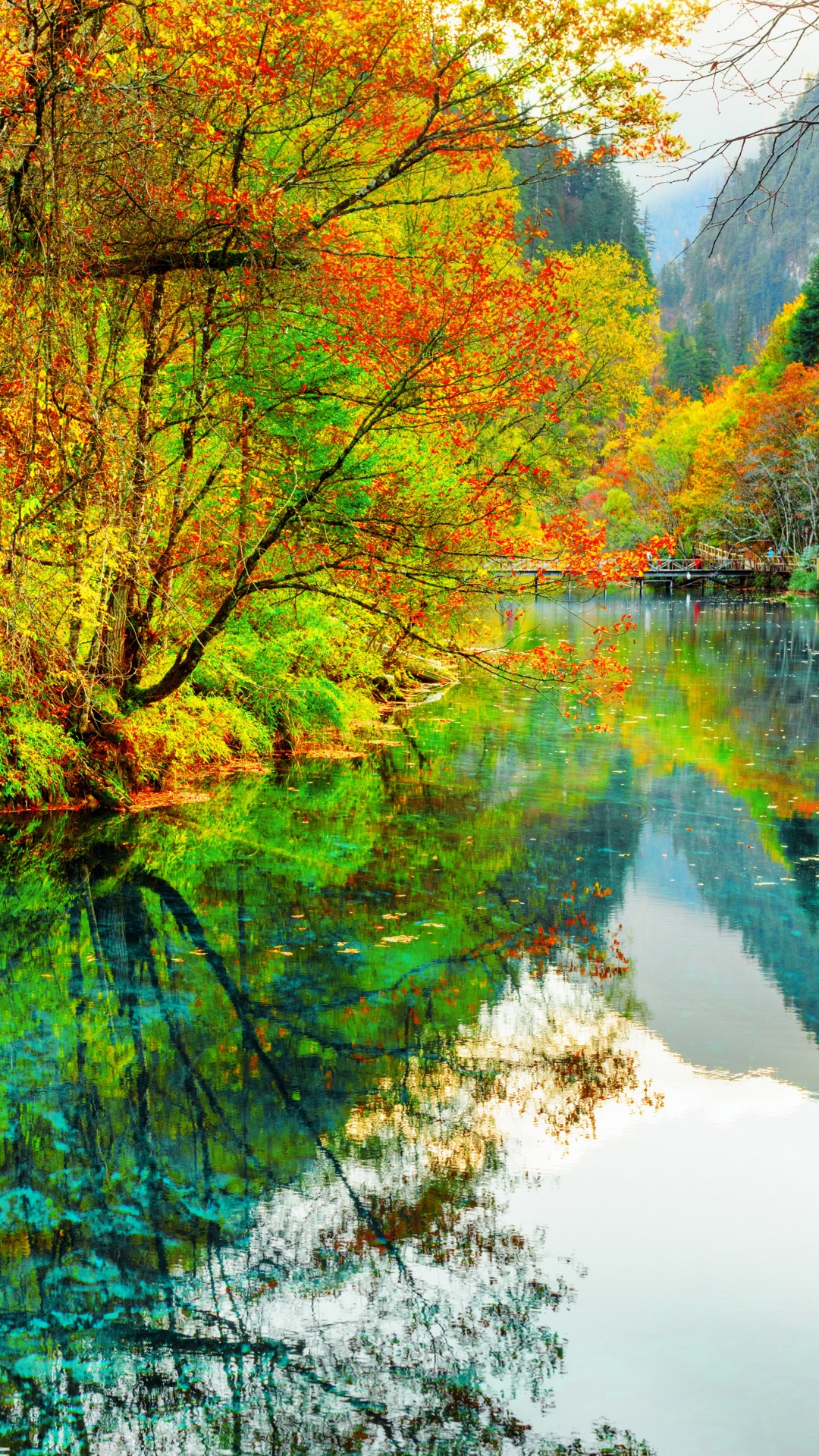 Tagsüber Grüne Und Braune Bäume am Fluss. Wallpaper in 1080x1920 Resolution