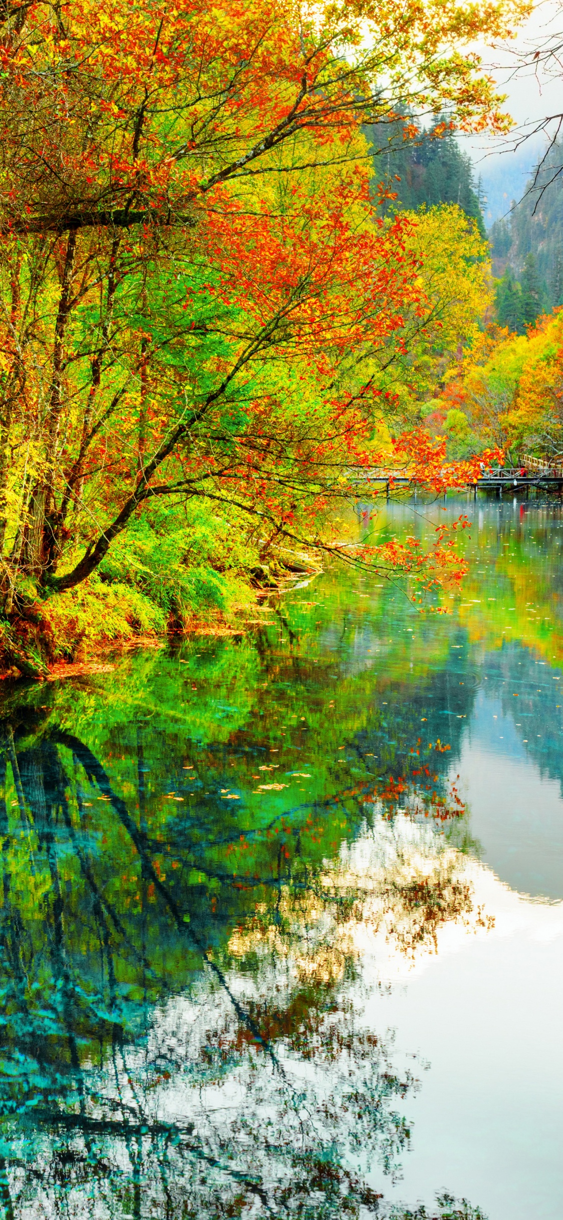 Árboles Verdes y Marrones Junto al Río Durante el Día. Wallpaper in 1125x2436 Resolution