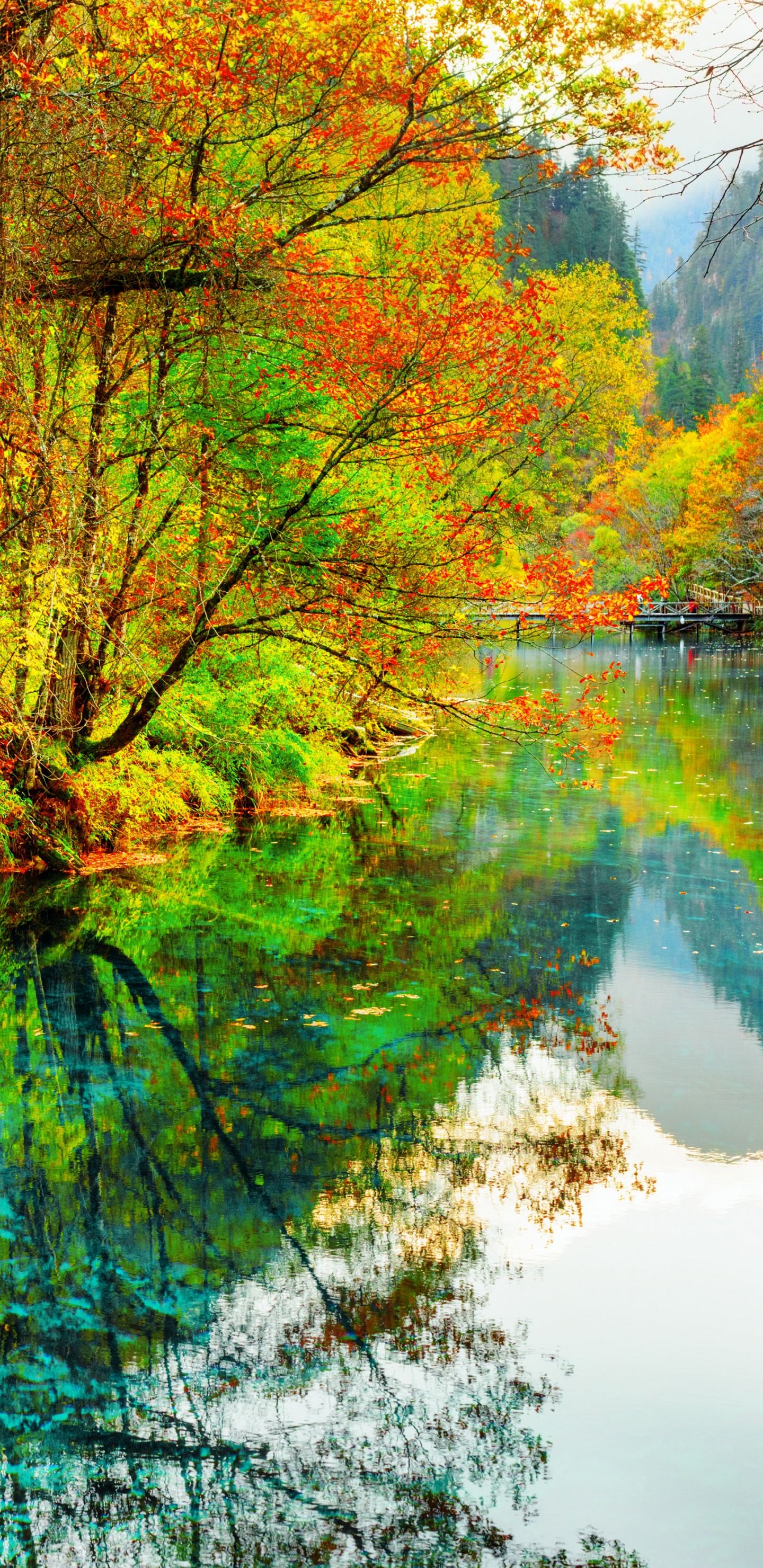 Árboles Verdes y Marrones Junto al Río Durante el Día. Wallpaper in 1440x2960 Resolution