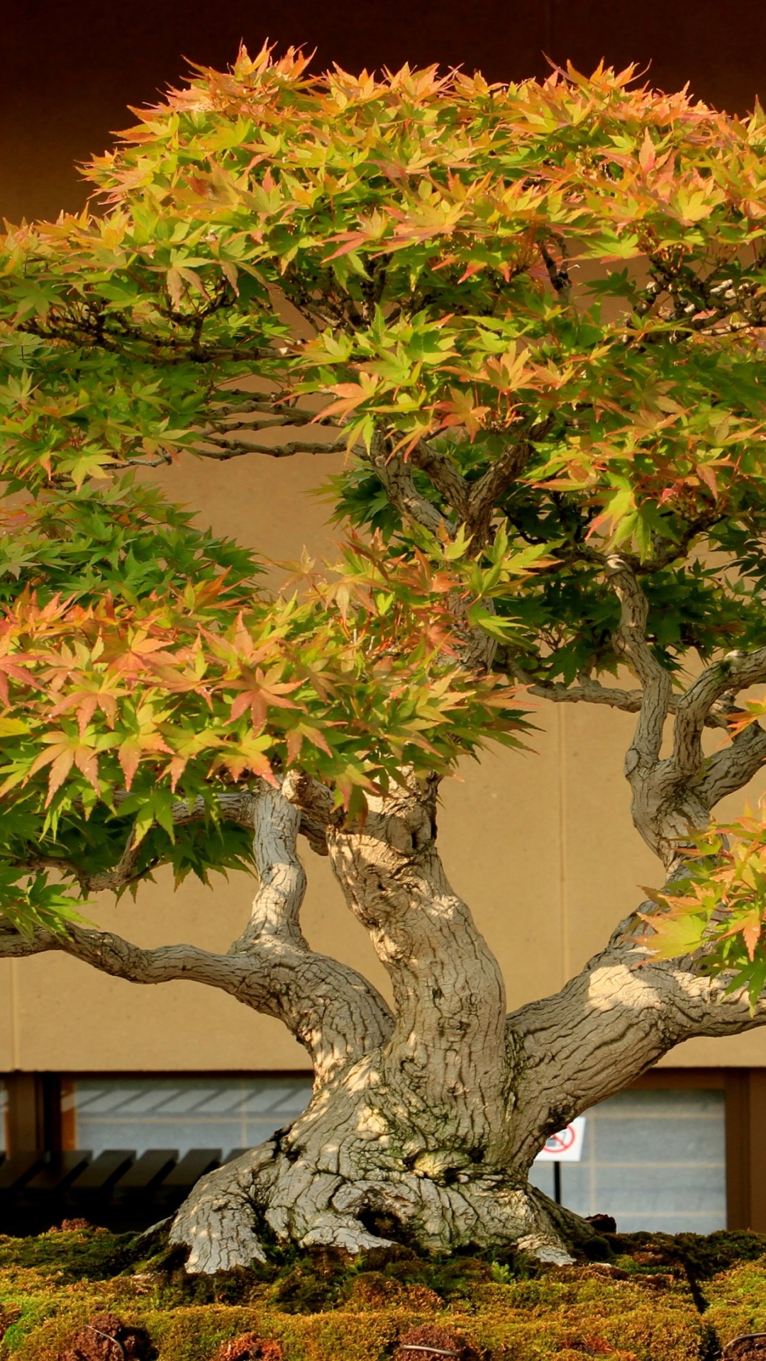 Green and Brown Tree Near Brown Wooden Fence. Wallpaper in 1080x1920 Resolution