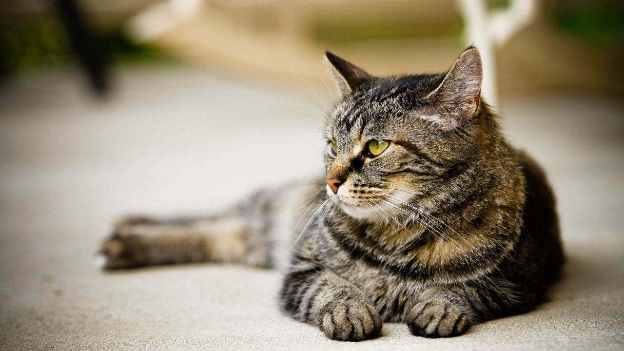 胡须, 猫科, 大花猫, 龙丽, 中小型猫 壁纸 1280x720 允许