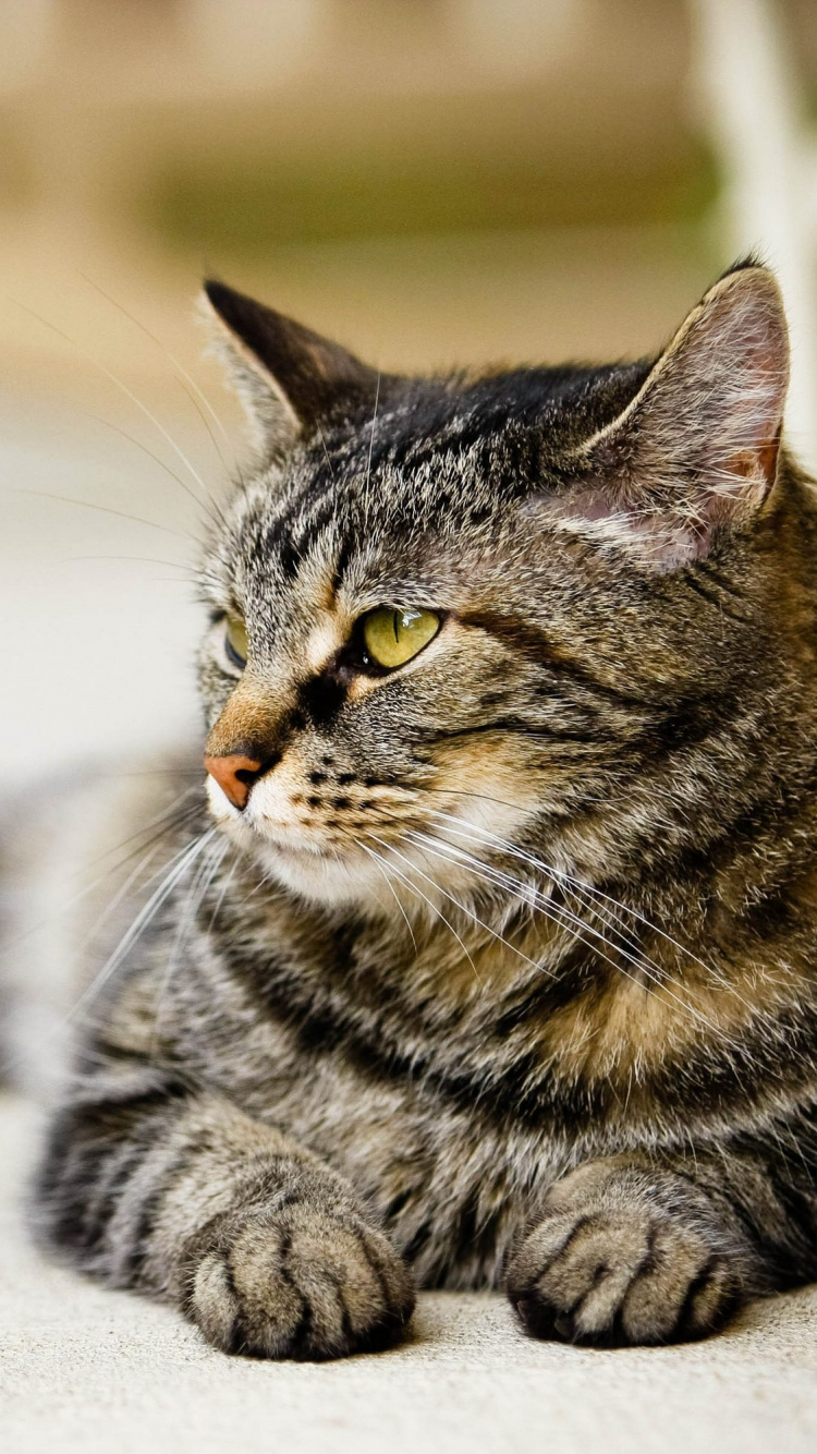 胡须, 猫科, 大花猫, 龙丽, 中小型猫 壁纸 750x1334 允许