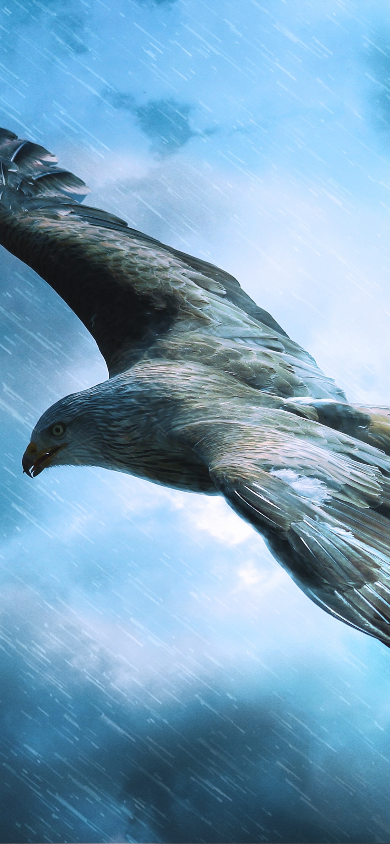 Black Bird Flying Under Blue Sky. Wallpaper in 1242x2688 Resolution