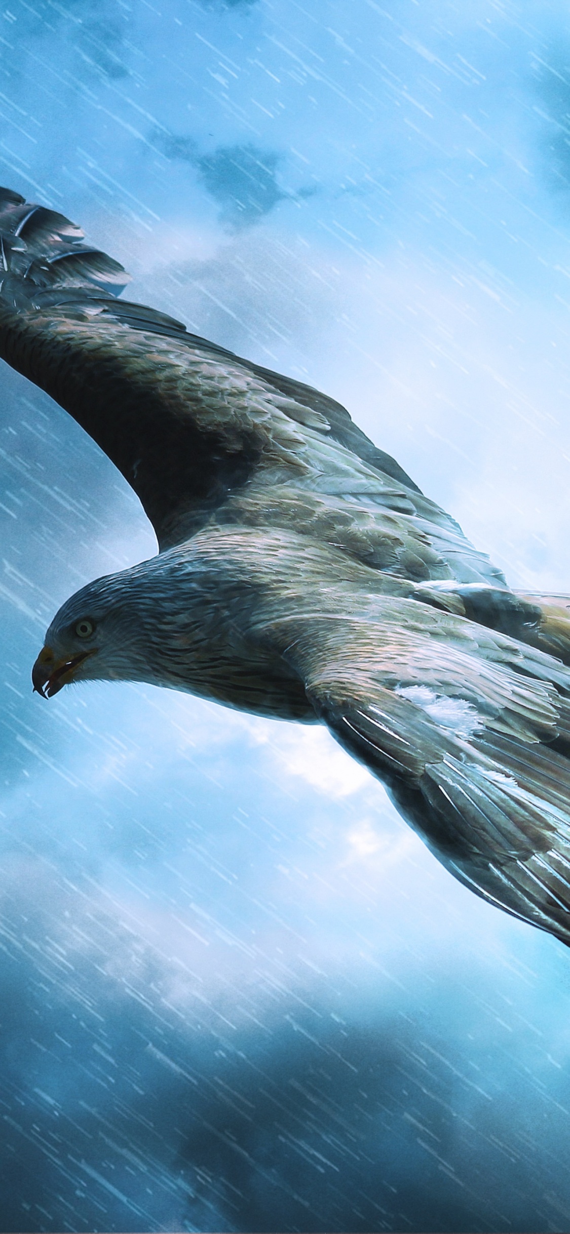 Oiseau Noir Volant Sous le Ciel Bleu. Wallpaper in 1125x2436 Resolution