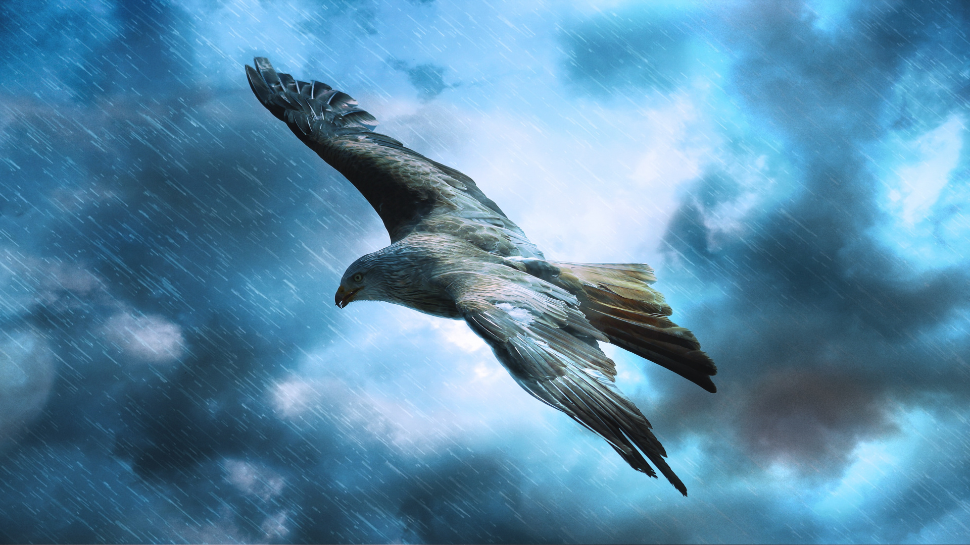 Oiseau Noir Volant Sous le Ciel Bleu. Wallpaper in 1920x1080 Resolution