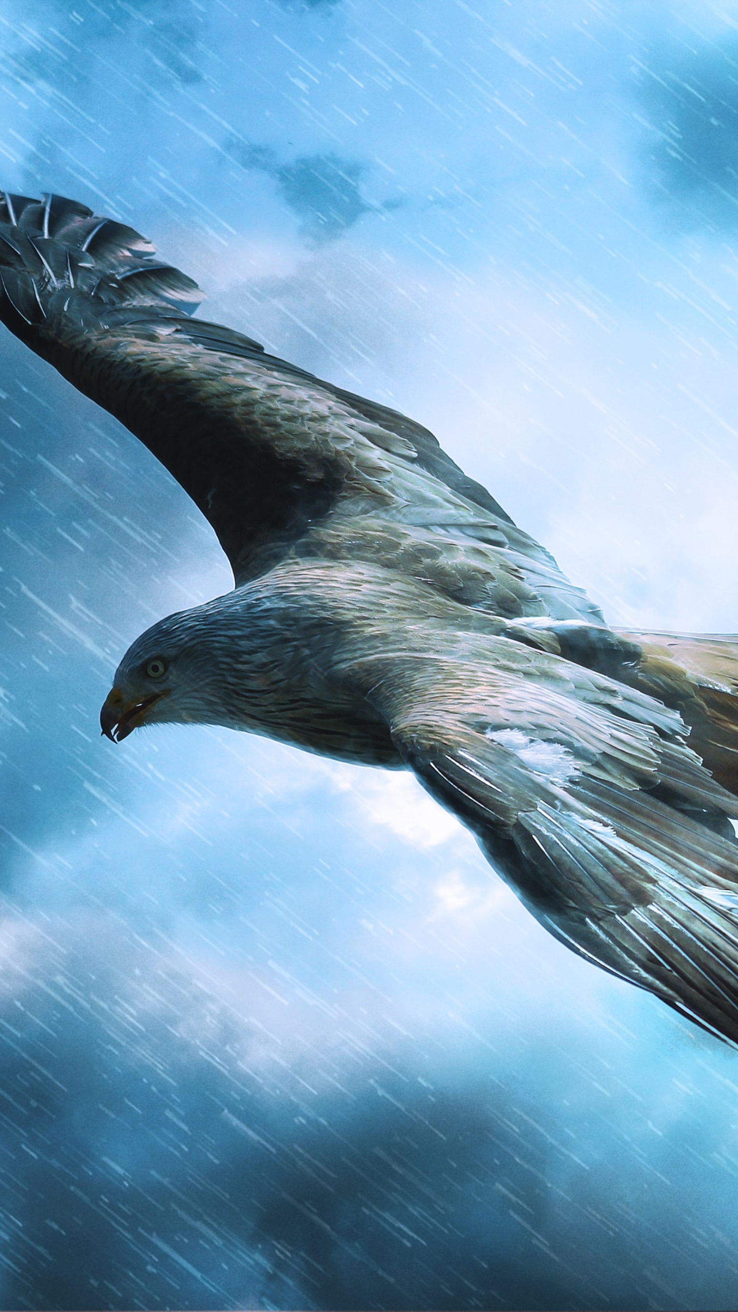 Schwarzer Vogel Fliegt Unter Blauem Himmel. Wallpaper in 1440x2560 Resolution