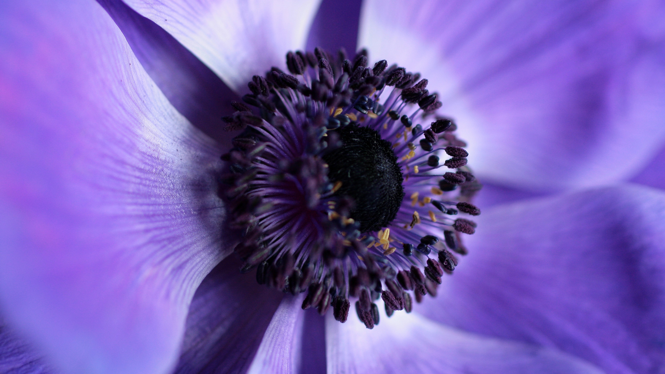 Flower, Plant, Purple, Pollinator, Petal. Wallpaper in 2560x1440 Resolution