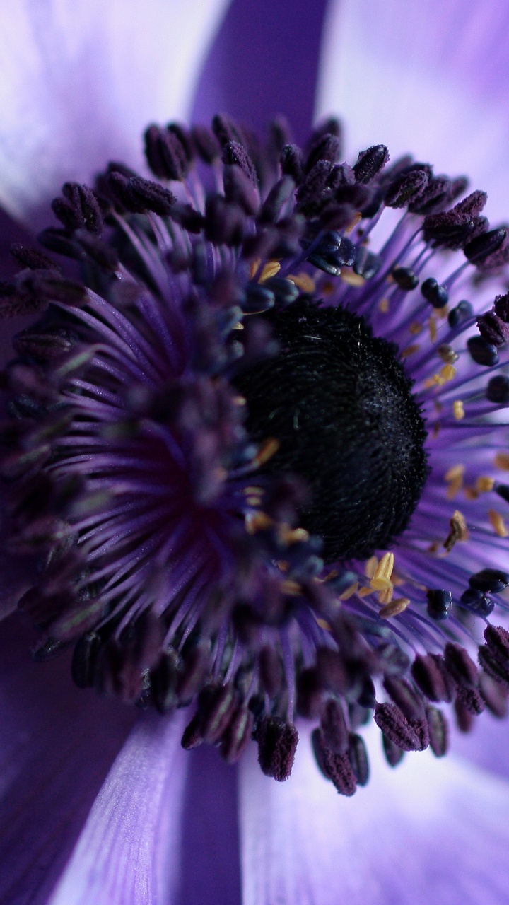 Purple, Pollinisateurs, Pétale, Violette, Plante Herbacée. Wallpaper in 720x1280 Resolution