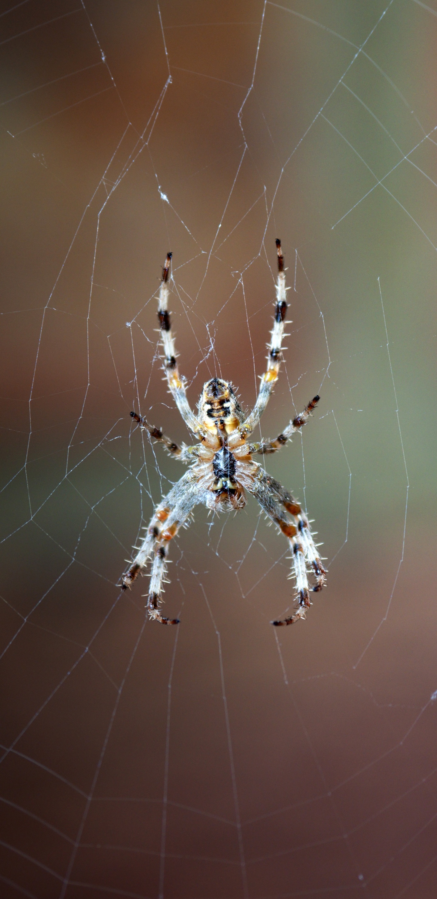 Araña Marrón y Negra en la Web en Fotografía de Cerca Durante el Día. Wallpaper in 1440x2960 Resolution