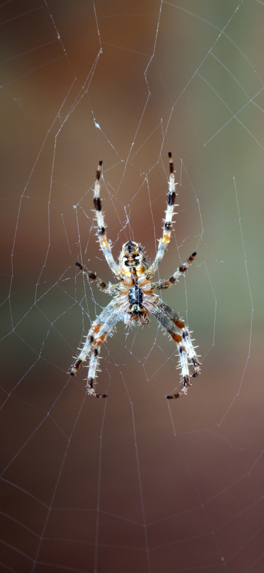 Brown and Black Spider on Web in Close up Photography During Daytime. Wallpaper in 1125x2436 Resolution