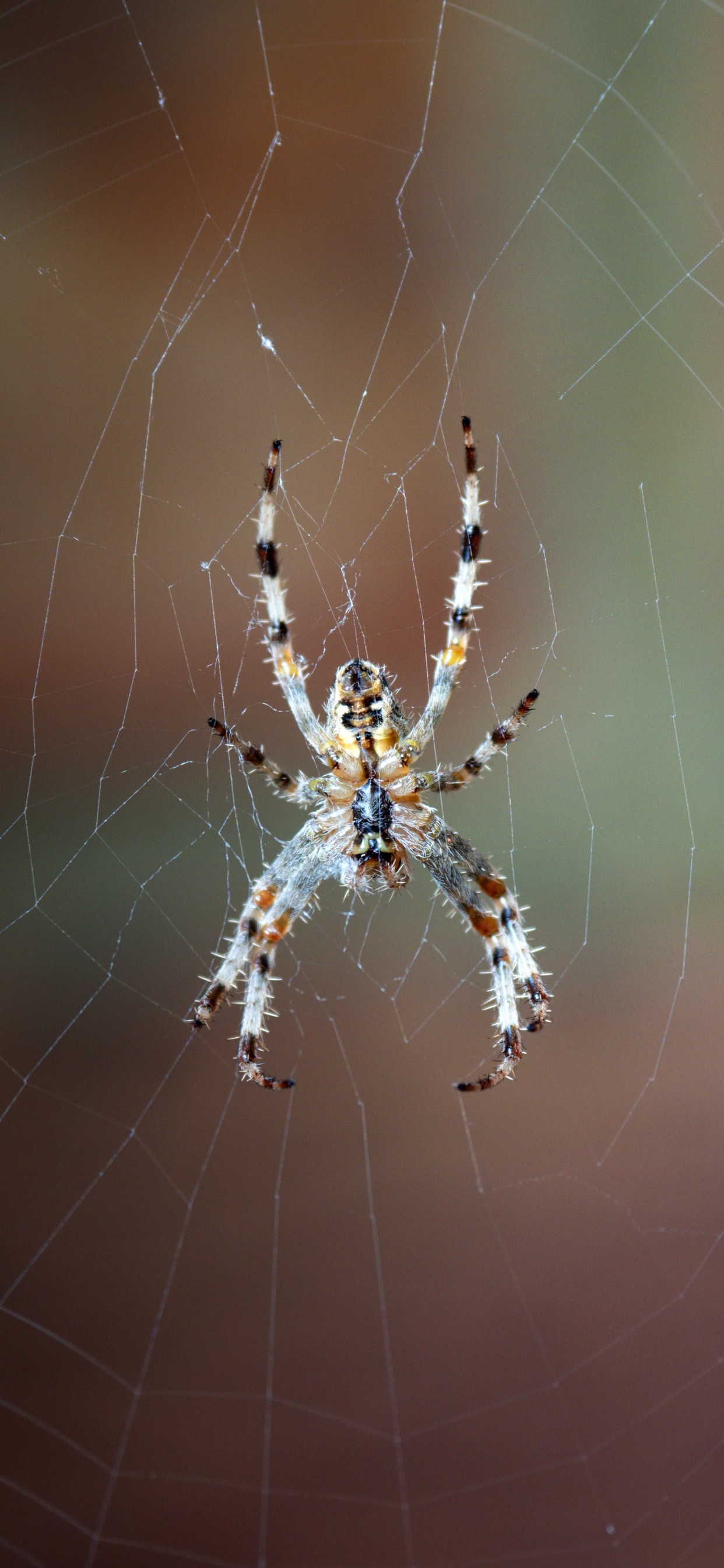 Brown and Black Spider on Web in Close up Photography During Daytime. Wallpaper in 1242x2688 Resolution