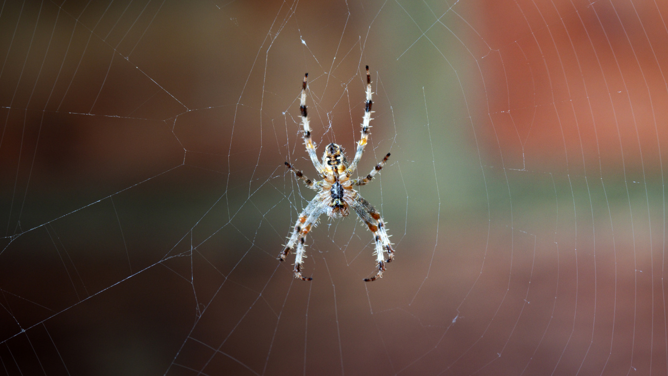 Brown and Black Spider on Web in Close up Photography During Daytime. Wallpaper in 1366x768 Resolution