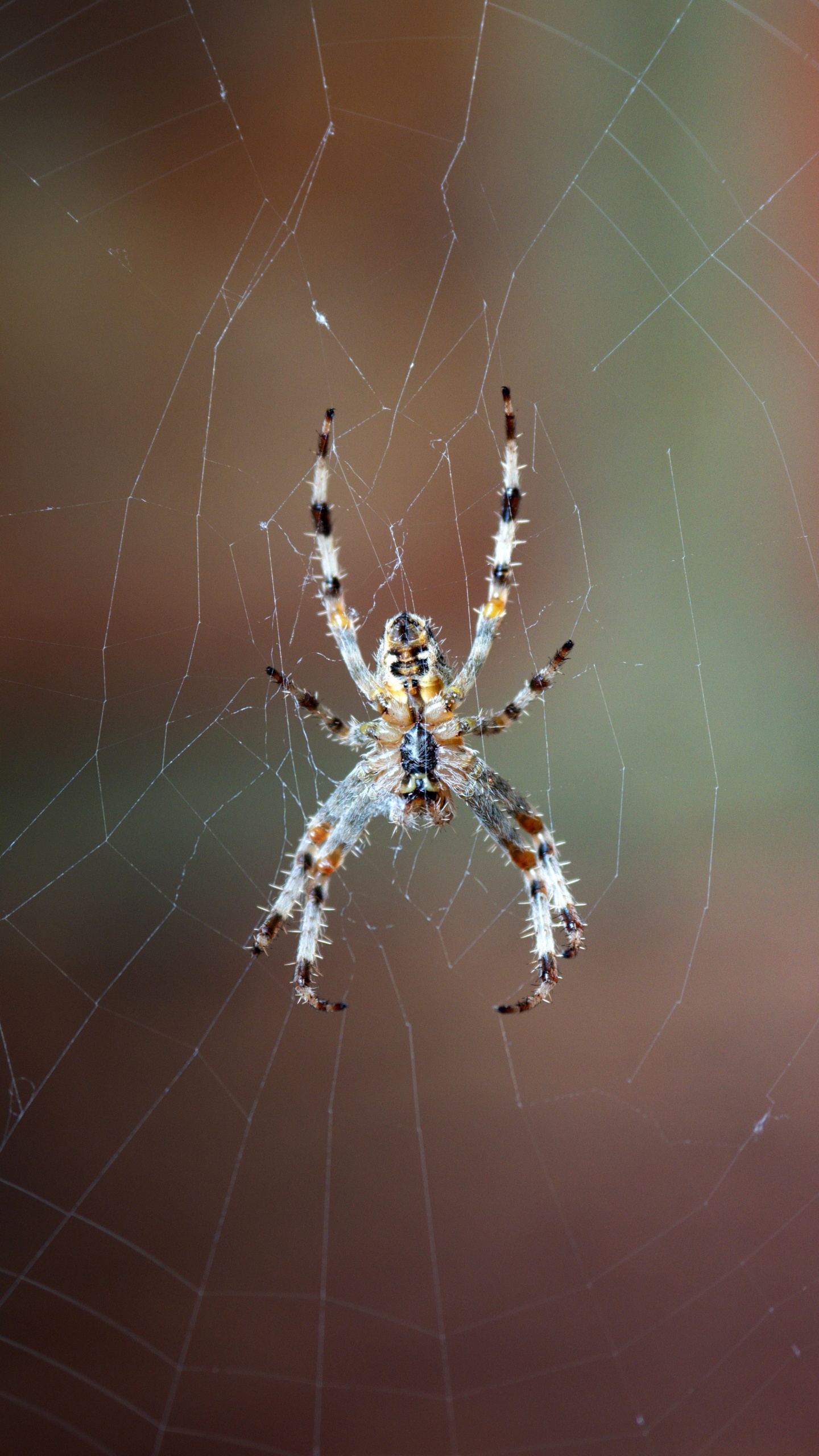 Brown and Black Spider on Web in Close up Photography During Daytime. Wallpaper in 1440x2560 Resolution