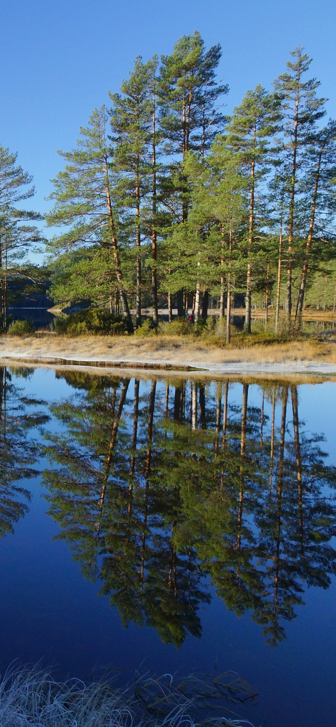 Green Trees Beside Body of Water During Daytime. Wallpaper in 1125x2436 Resolution