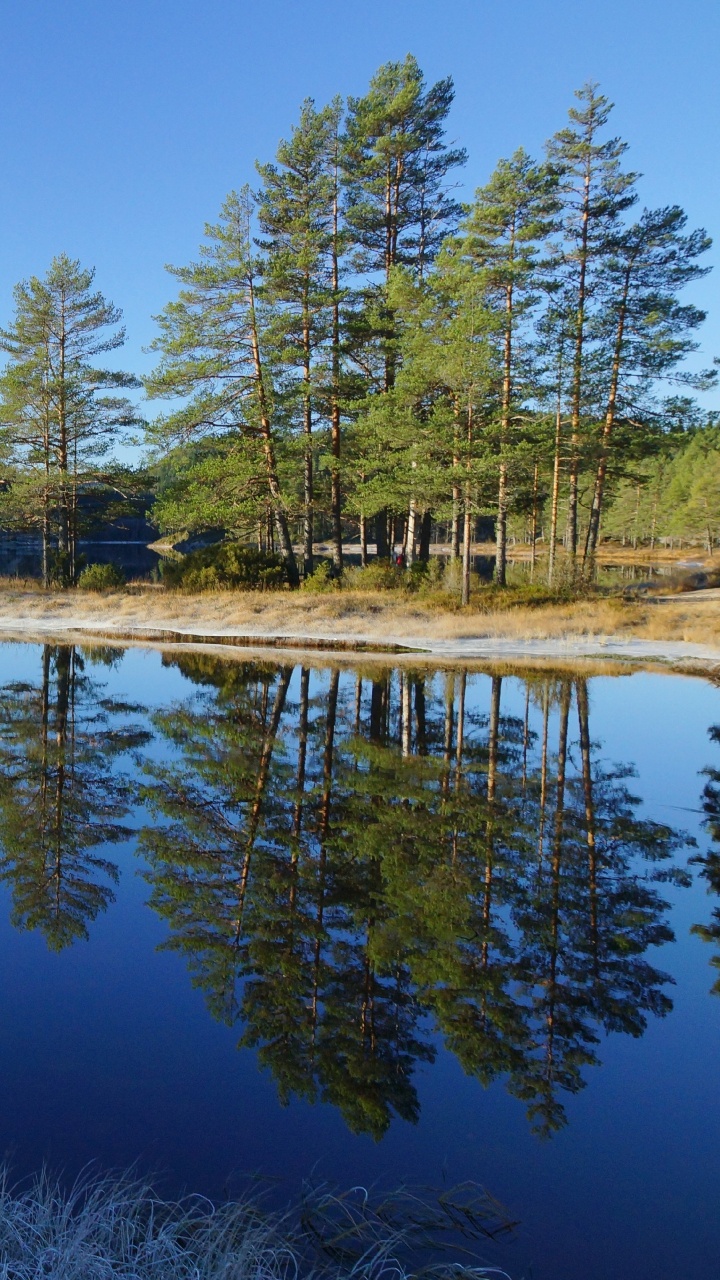 Green Trees Beside Body of Water During Daytime. Wallpaper in 720x1280 Resolution