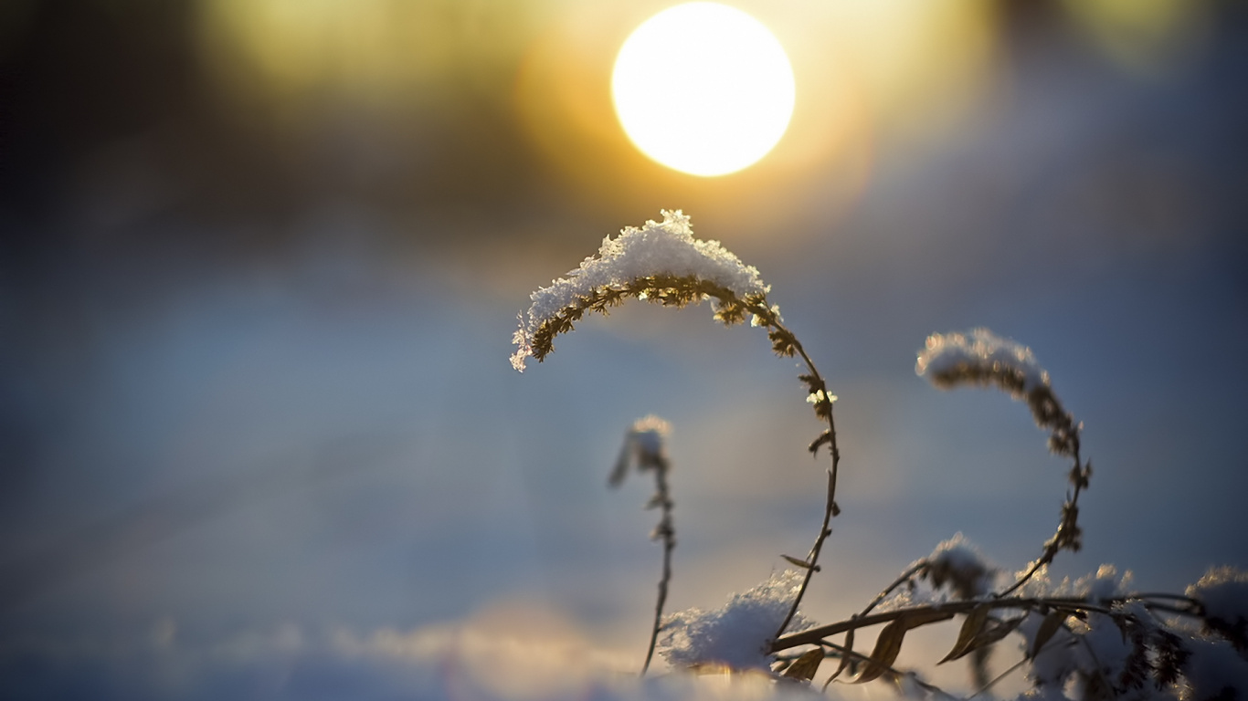 White Flower Buds During Daytime. Wallpaper in 1366x768 Resolution