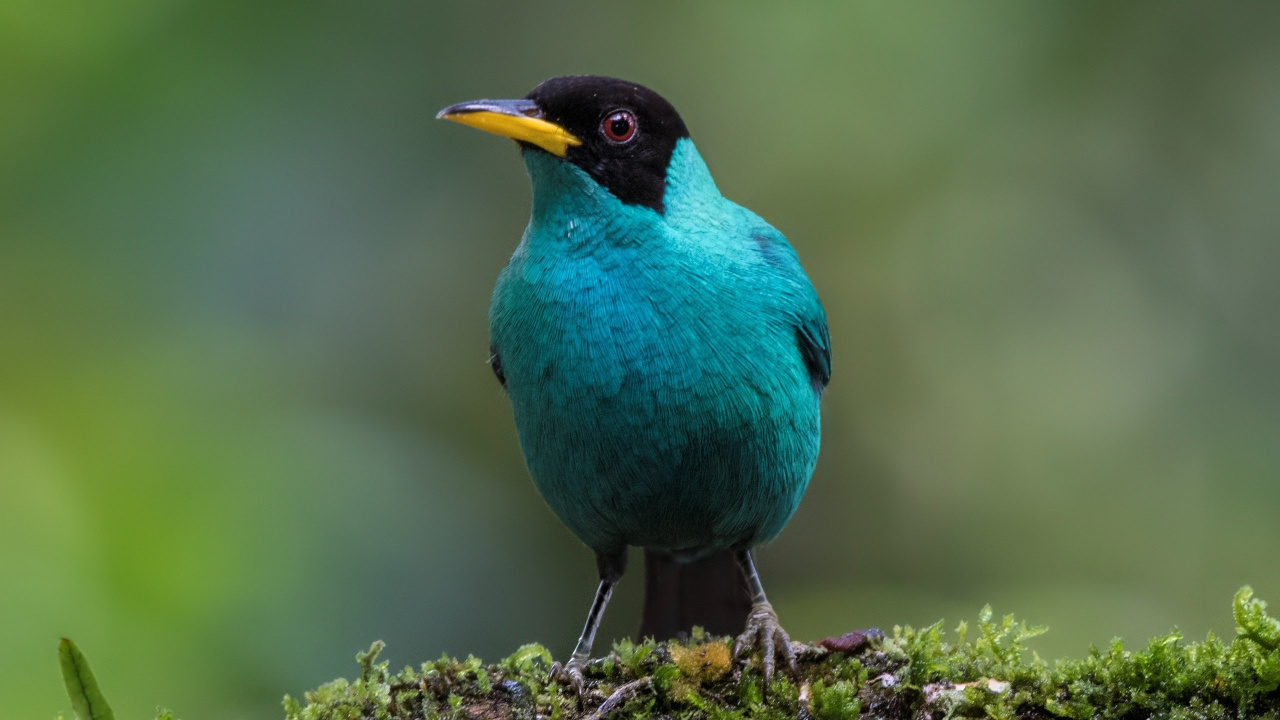 Blue and Black Bird on Green Grass During Daytime. Wallpaper in 1280x720 Resolution