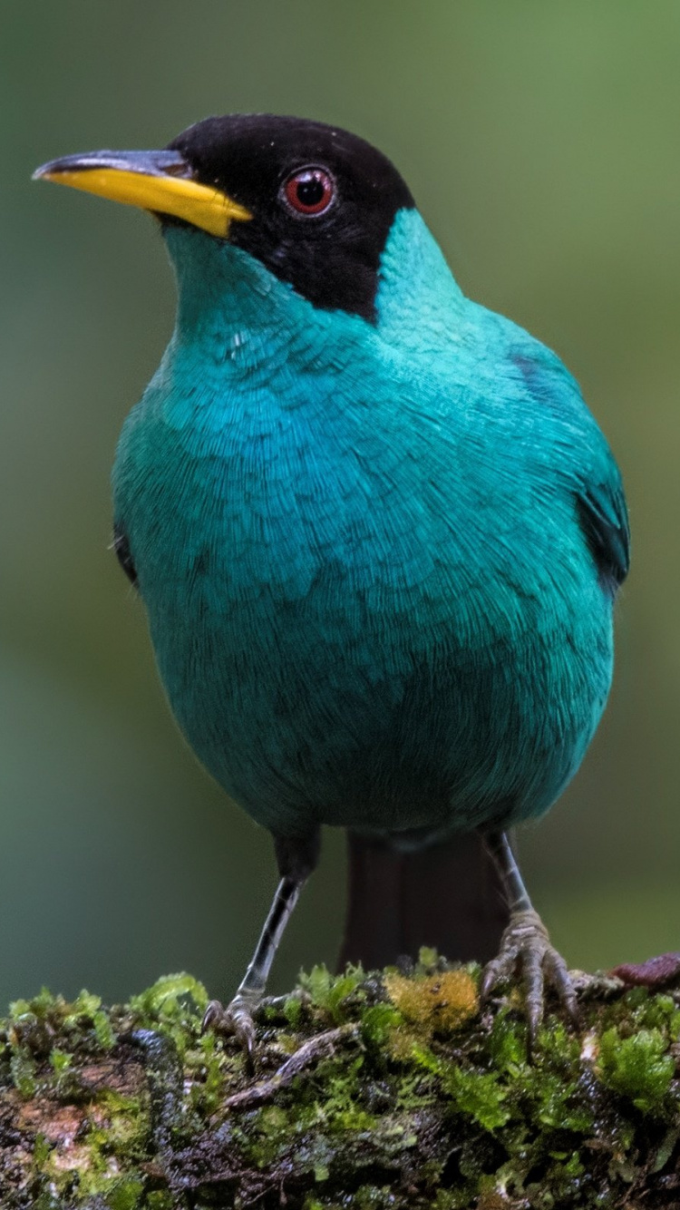 Pájaro Azul y Negro Sobre la Hierba Verde Durante el Día. Wallpaper in 750x1334 Resolution