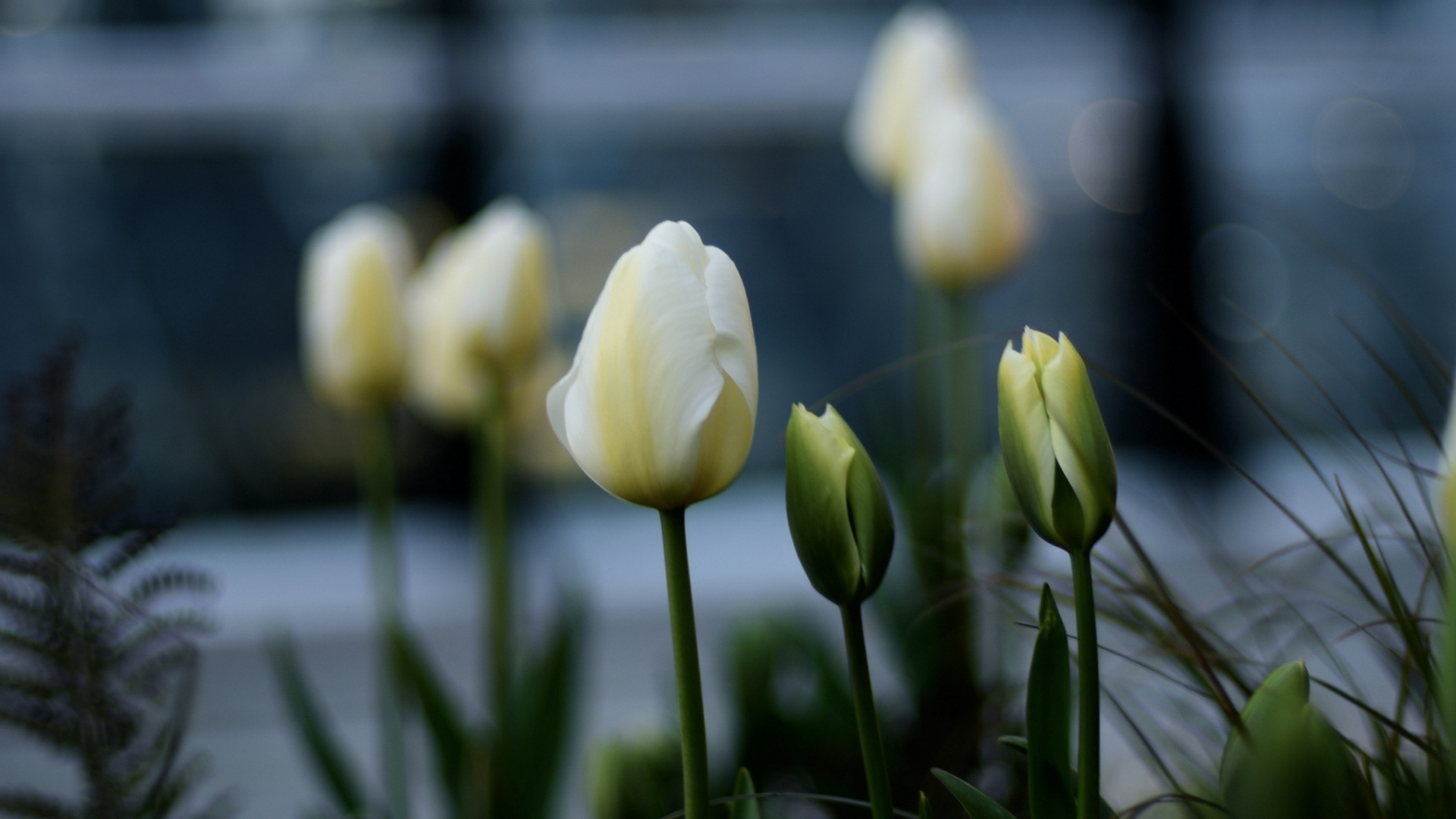 Tulip, Blütenblatt, Gras, Naturlandschaft, Terrestrische Pflanzen. Wallpaper in 1920x1080 Resolution