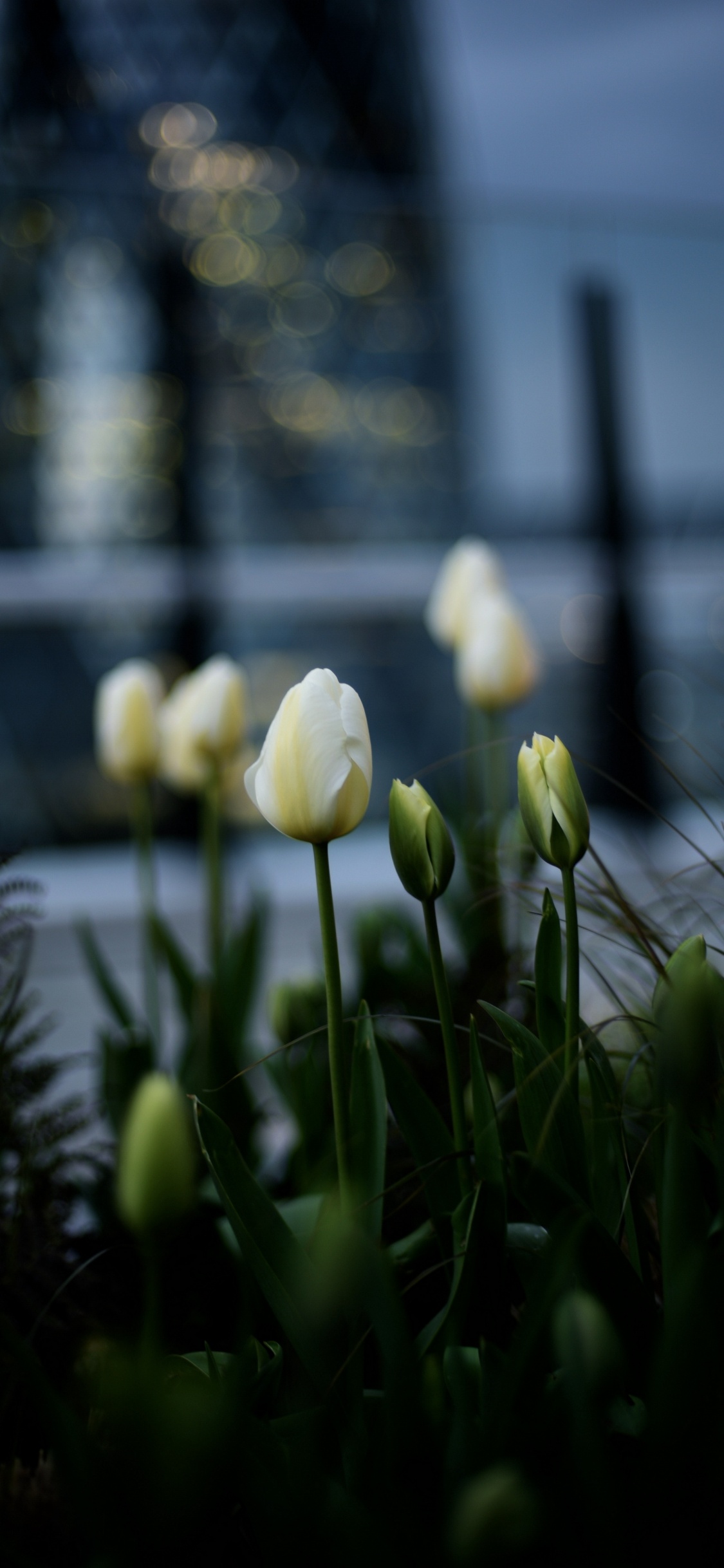 Tulip, Flower, Plant, Petal, Grass. Wallpaper in 1125x2436 Resolution