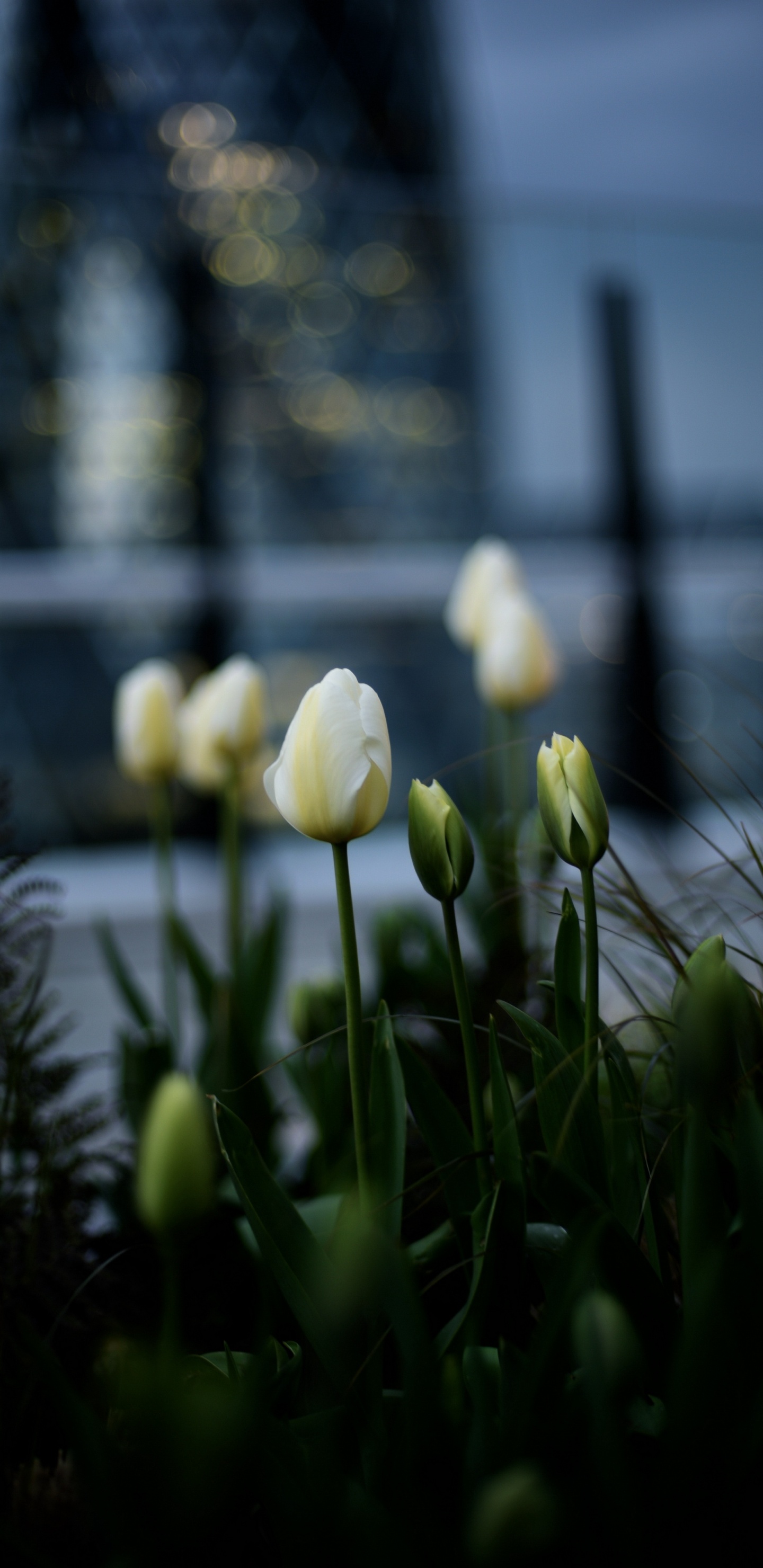 Tulip, Pétalo, Paisaje Natural, Planta Terrestre, la Floración de la Planta. Wallpaper in 1440x2960 Resolution