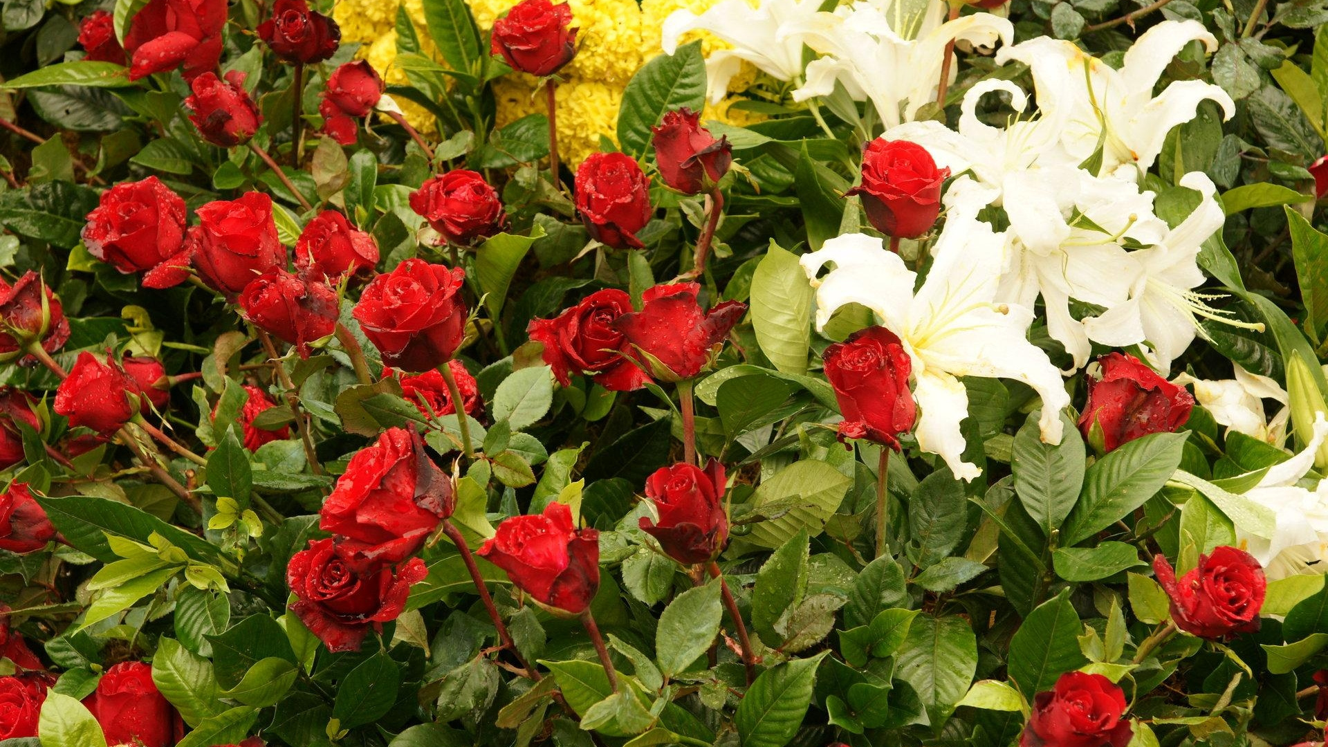 Weiße Und Rote Blüten Mit Grünen Blättern. Wallpaper in 1920x1080 Resolution