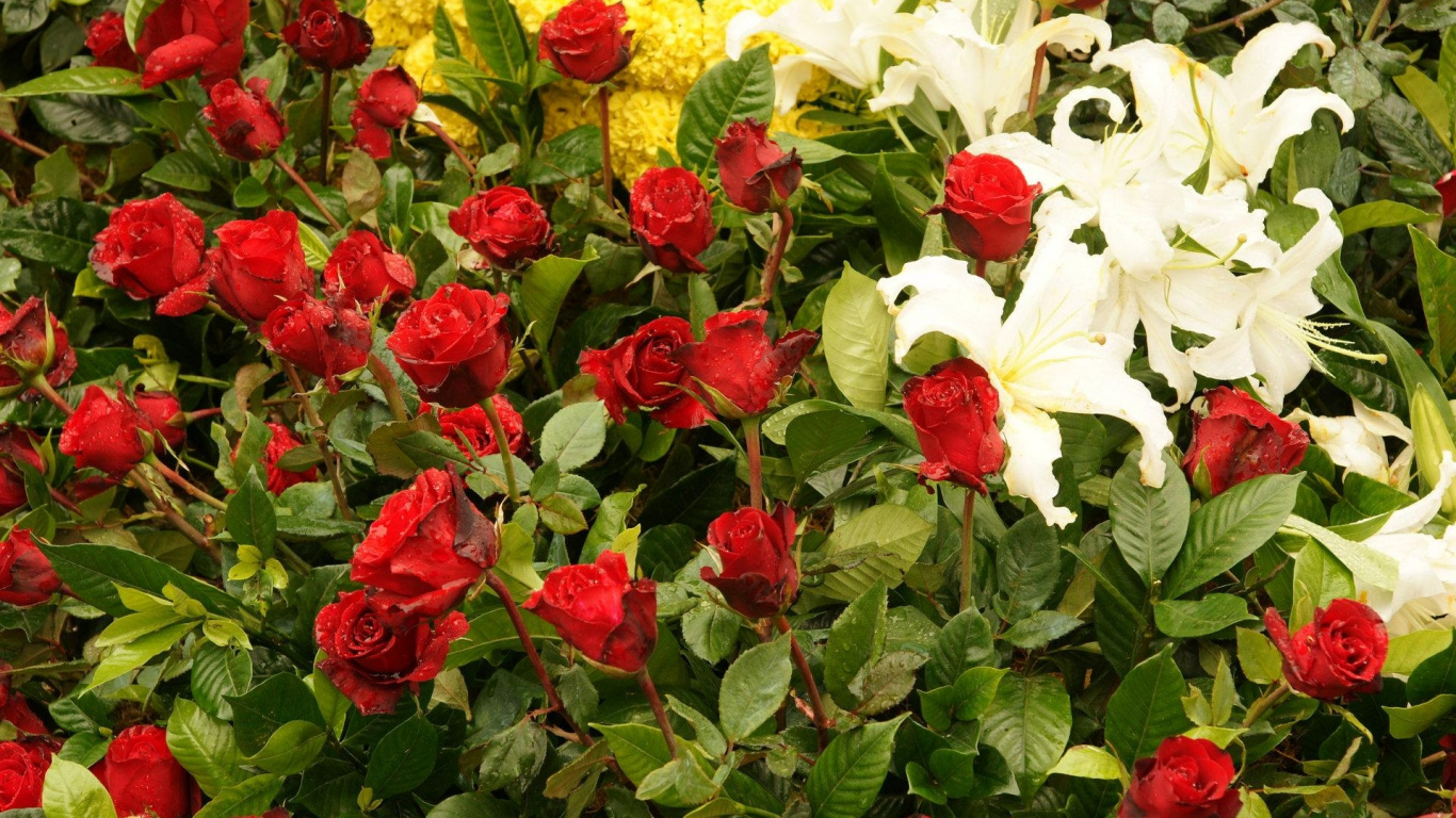White and Red Flowers With Green Leaves. Wallpaper in 1366x768 Resolution
