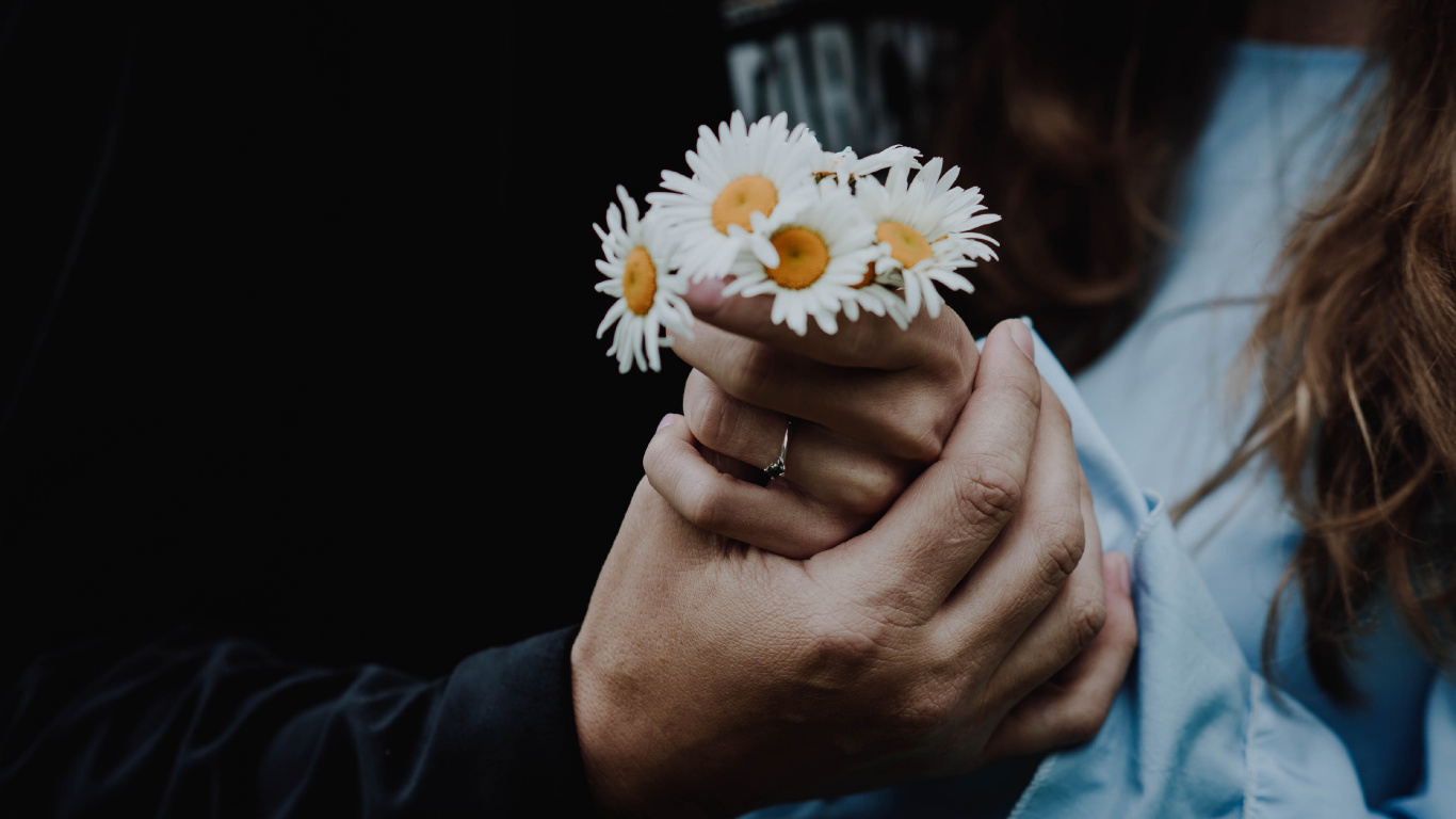 Person Holding White Daisy Flower. Wallpaper in 1366x768 Resolution