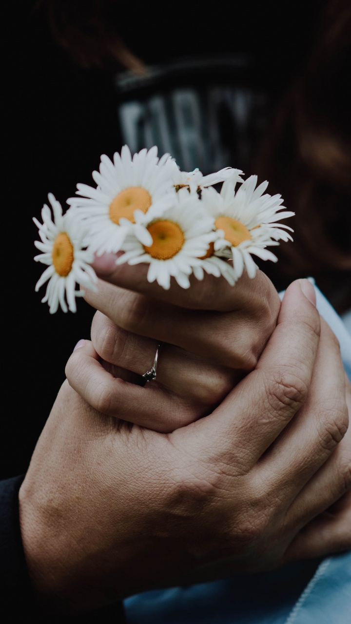 Person Holding White Daisy Flower. Wallpaper in 720x1280 Resolution