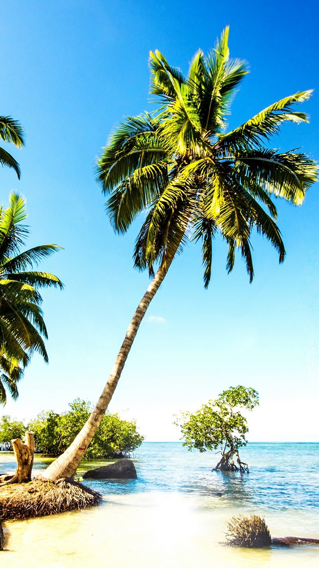 Green Palm Tree Near Body of Water During Daytime. Wallpaper in 1080x1920 Resolution
