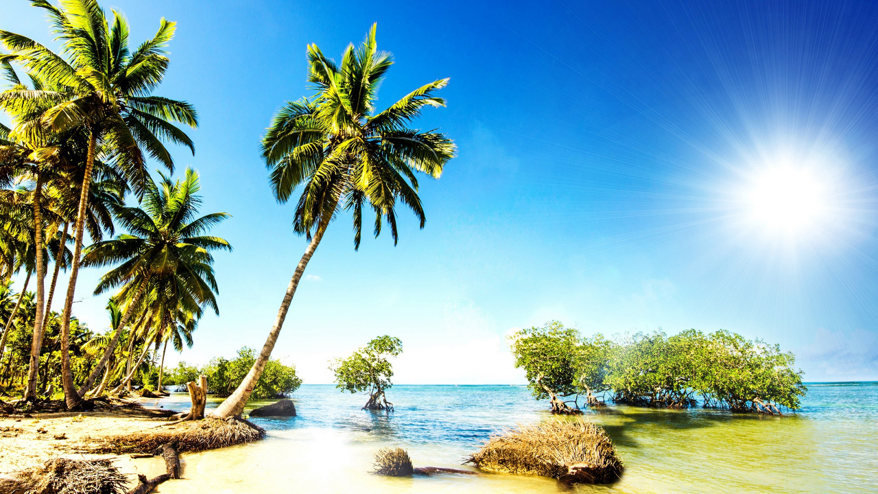 Green Palm Tree Near Body of Water During Daytime. Wallpaper in 1280x720 Resolution