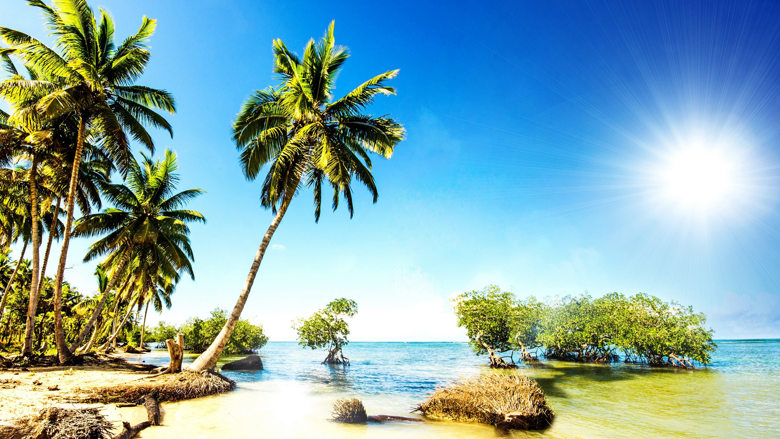 Green Palm Tree Near Body of Water During Daytime. Wallpaper in 2560x1440 Resolution