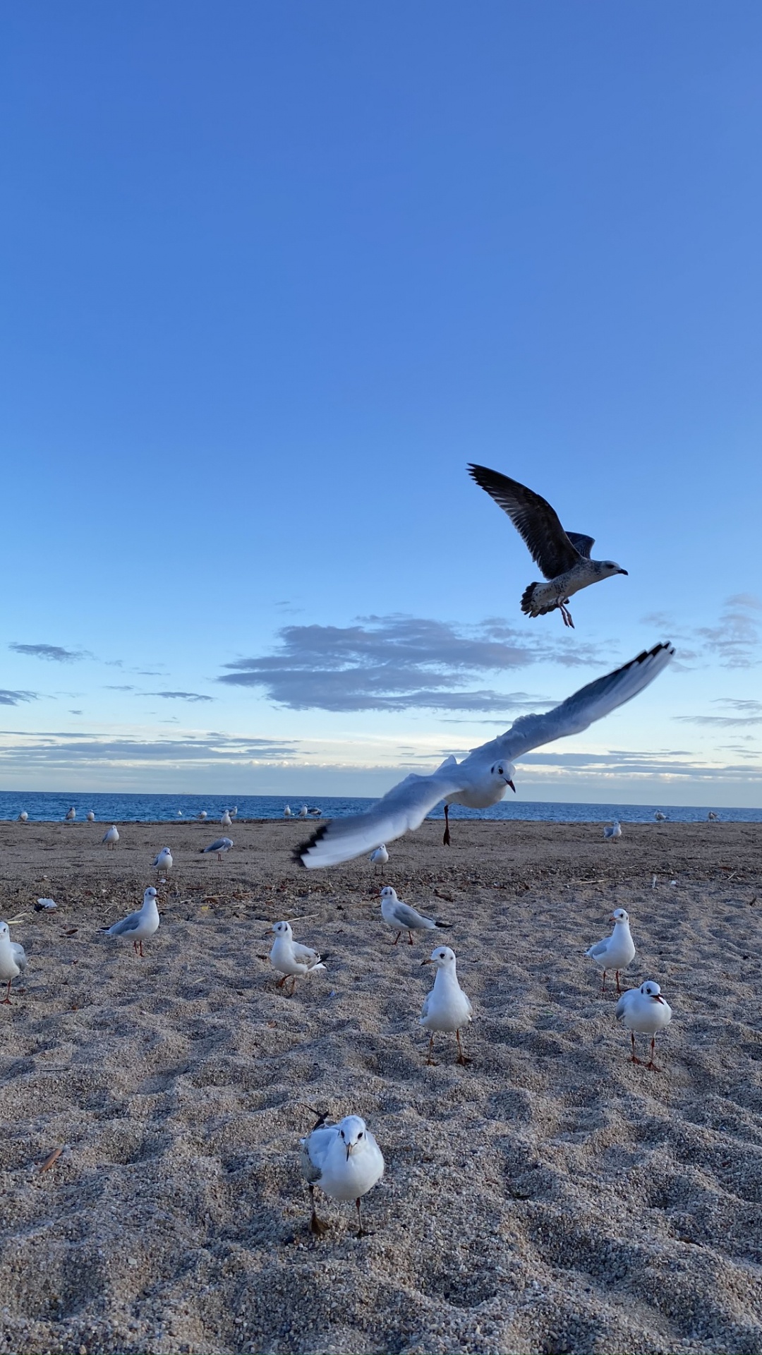 Oiseaux de Rivage, Mouette, Eau, Physique, Sciences. Wallpaper in 1080x1920 Resolution
