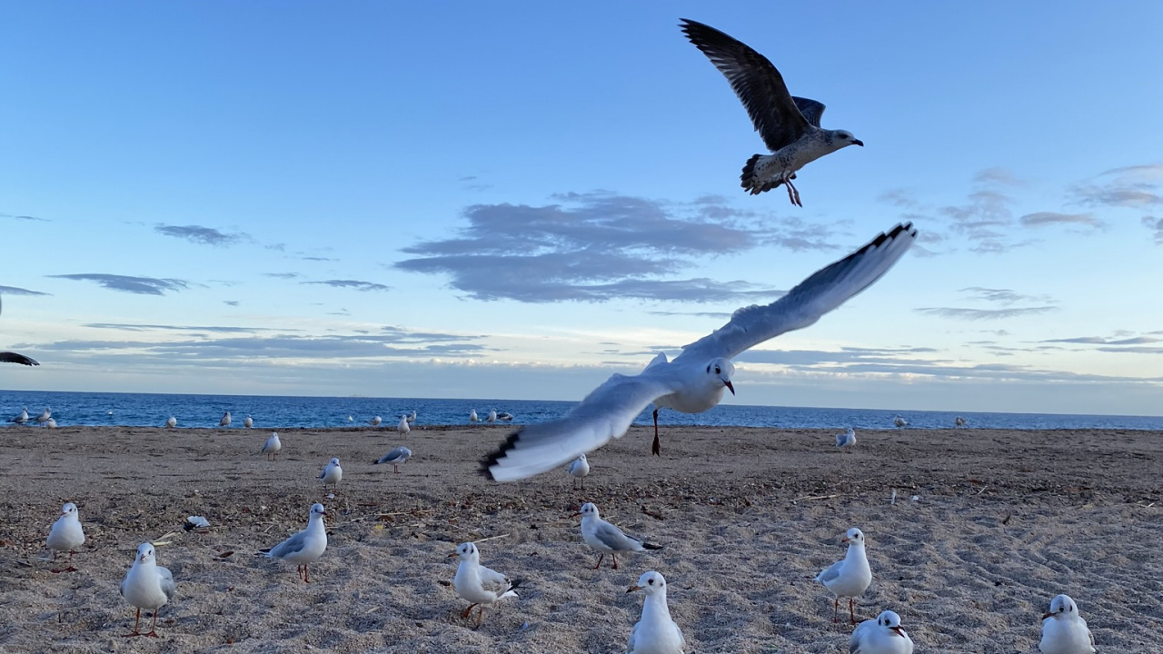 Oiseaux de Rivage, Mouette, Eau, Physique, Sciences. Wallpaper in 1280x720 Resolution