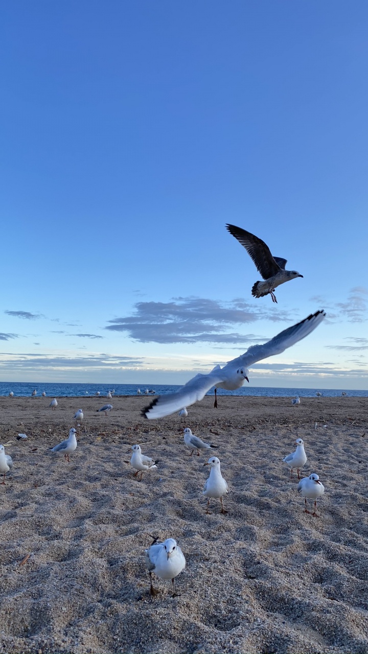 Oiseaux de Rivage, Mouette, Eau, Physique, Sciences. Wallpaper in 720x1280 Resolution