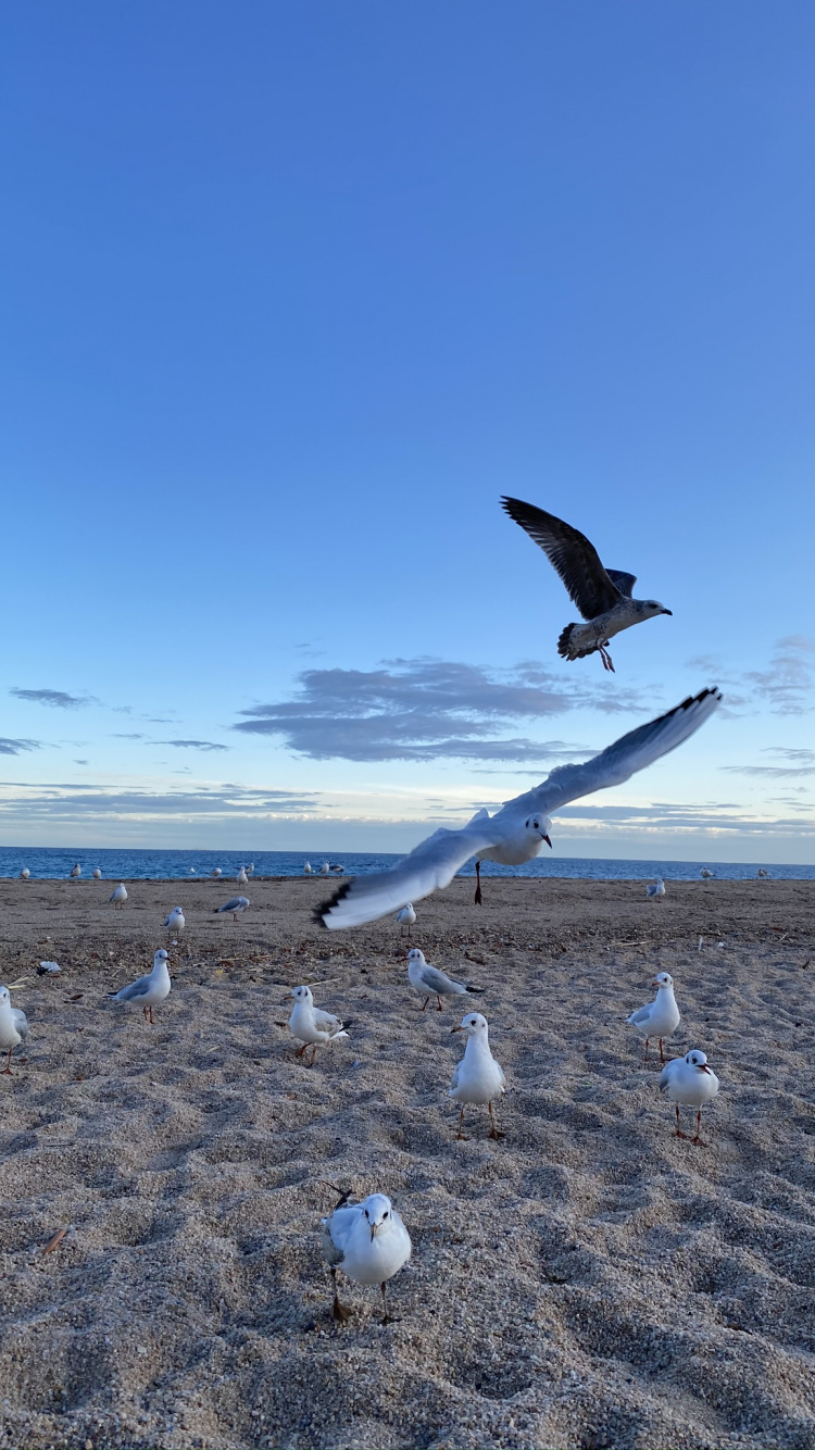 Oiseaux de Rivage, Mouette, Eau, Physique, Sciences. Wallpaper in 750x1334 Resolution