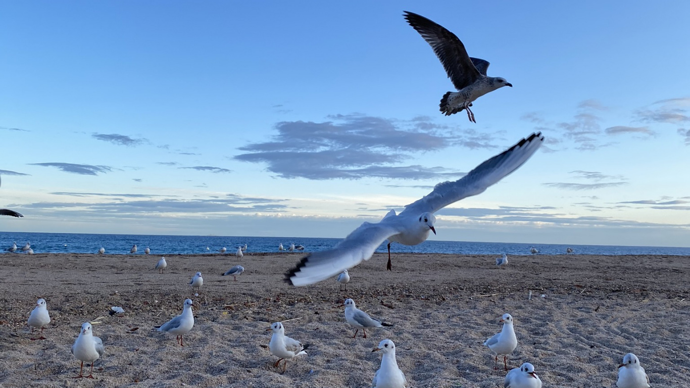 Shorebirds, Gull, Water, Physics, Science. Wallpaper in 1366x768 Resolution