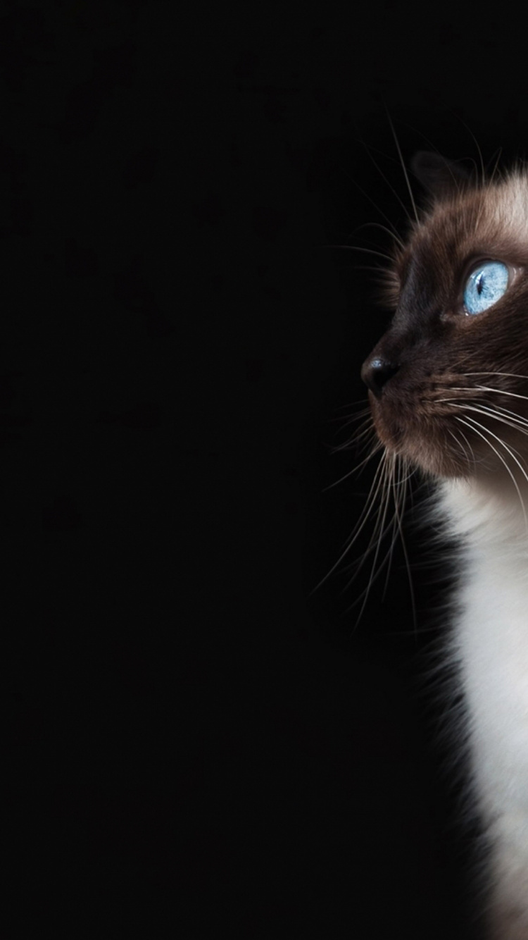 Cat, Felidae, Carnivore, Small to Medium Sized Cats, Whiskers. Wallpaper in 750x1334 Resolution