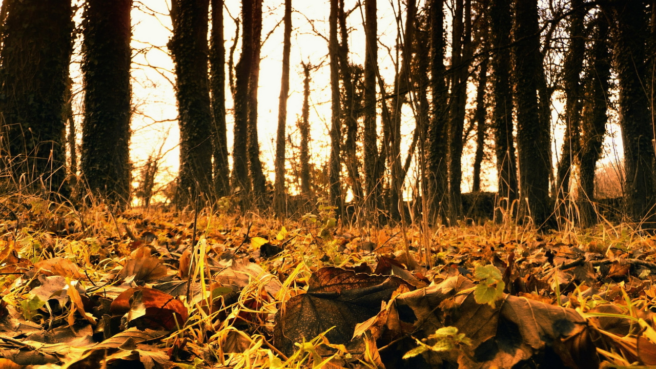 Hojas Secas Marrones en el Suelo. Wallpaper in 1280x720 Resolution