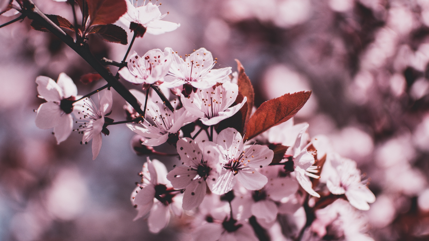 Weiße Und Rosa Kirschblüte in Nahaufnahme Close. Wallpaper in 1366x768 Resolution