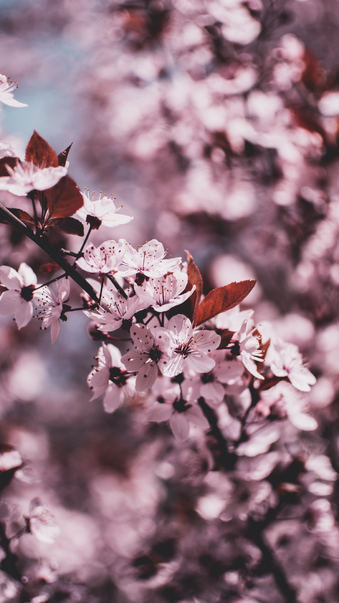 White and Pink Cherry Blossom in Close up Photography. Wallpaper in 1080x1920 Resolution