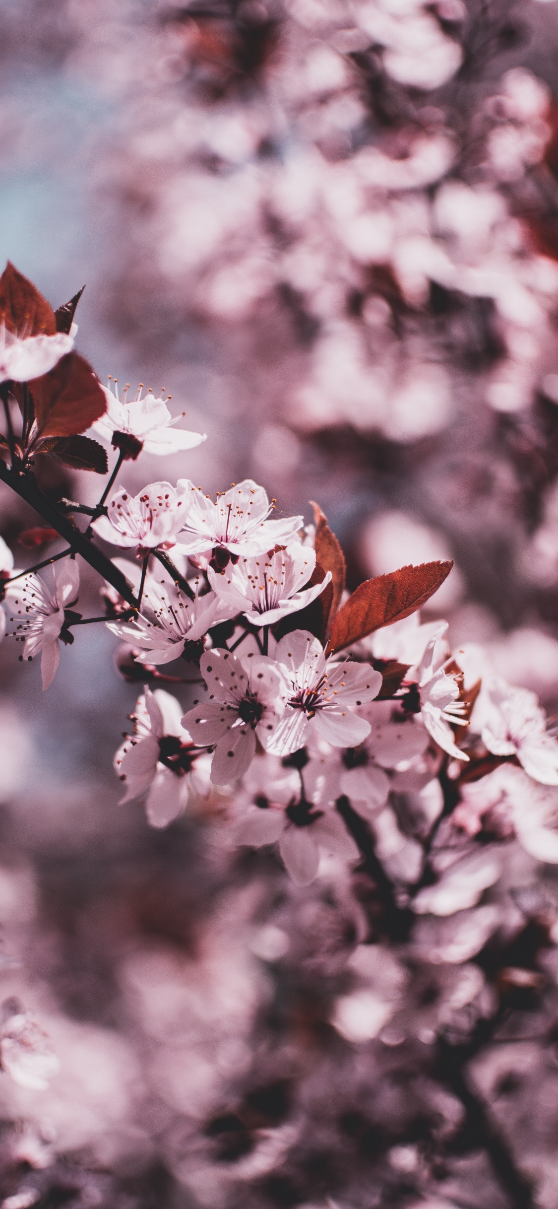 White and Pink Cherry Blossom in Close up Photography. Wallpaper in 1125x2436 Resolution