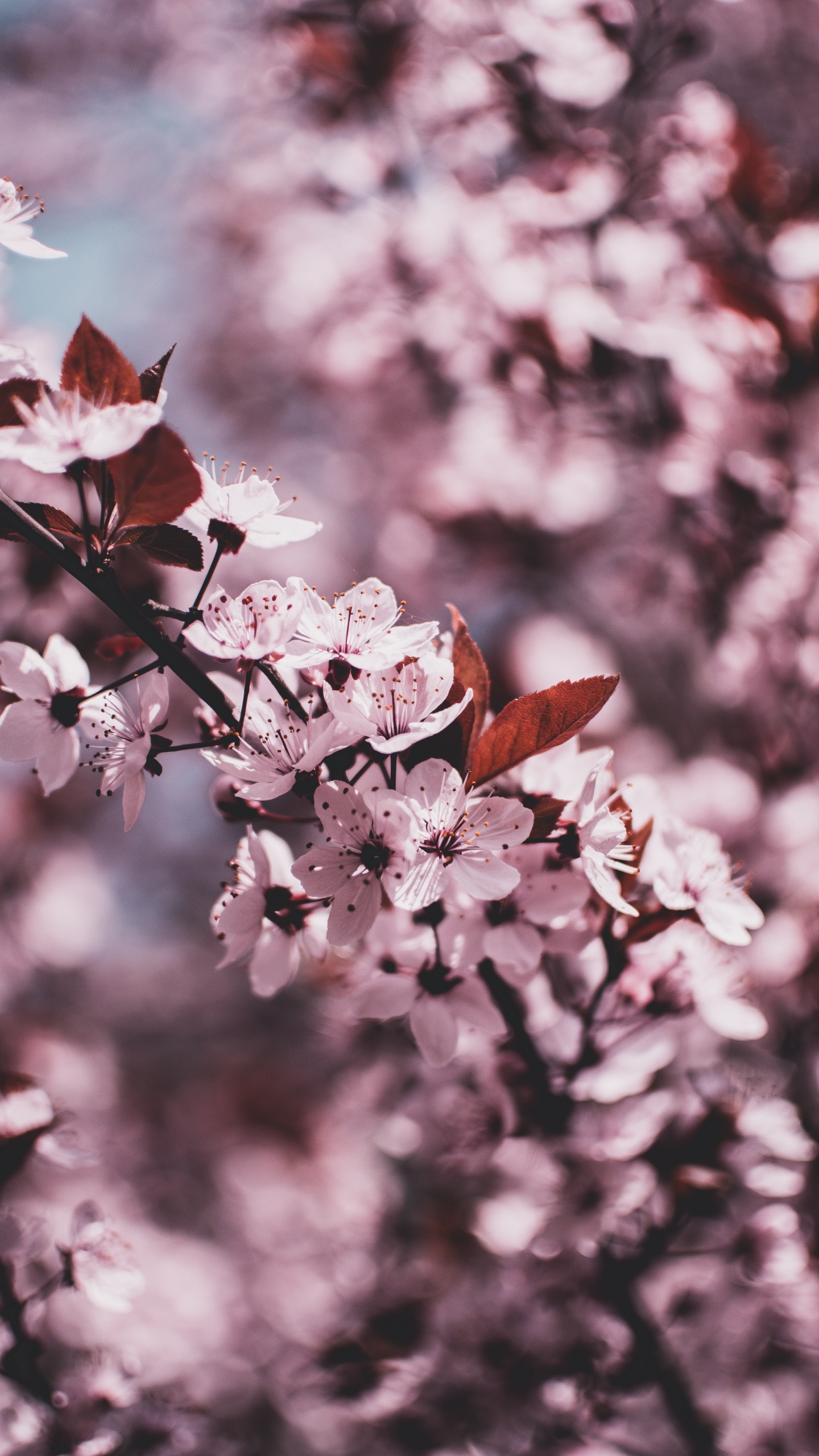 White and Pink Cherry Blossom in Close up Photography. Wallpaper in 1440x2560 Resolution