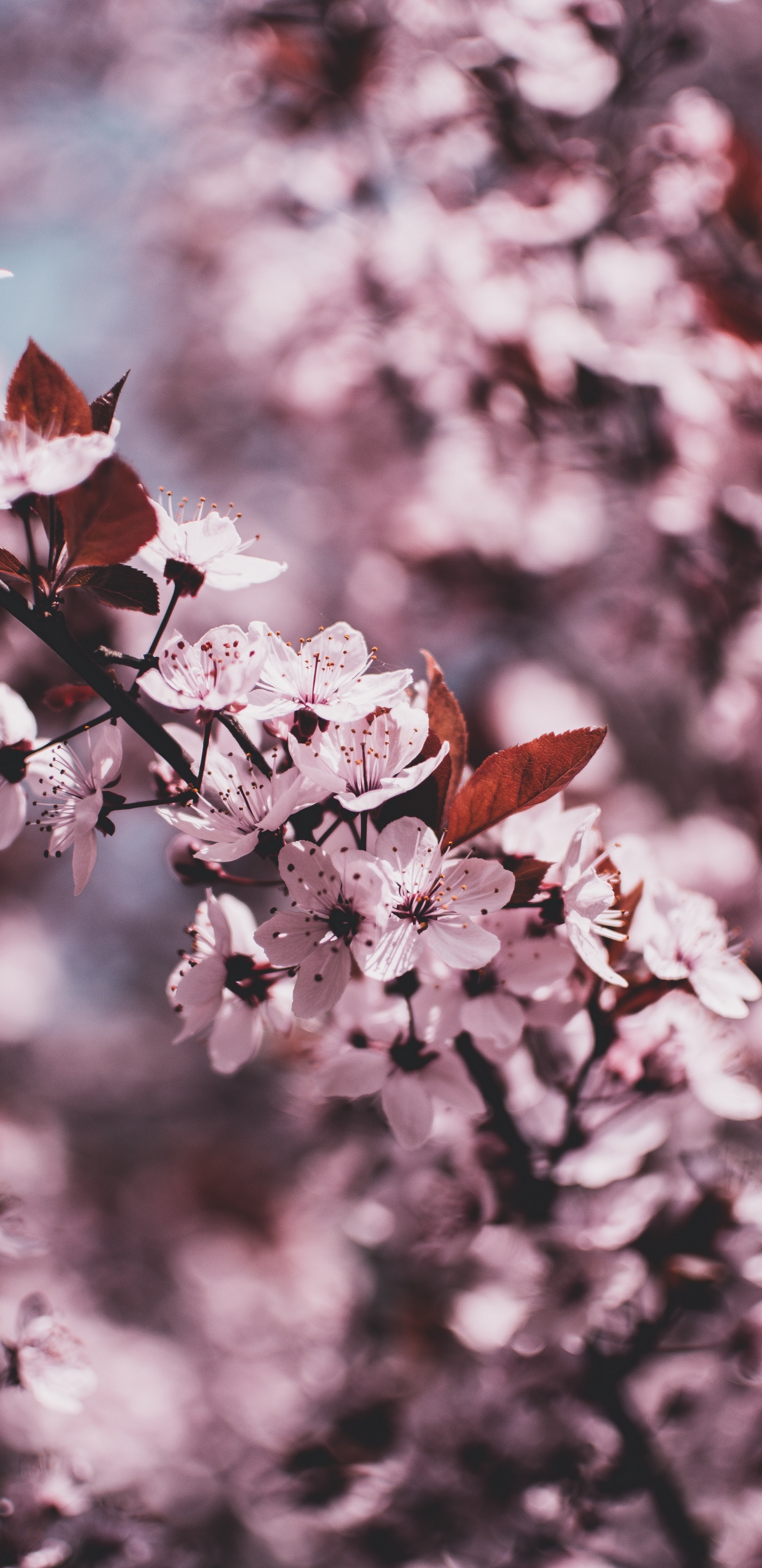 White and Pink Cherry Blossom in Close up Photography. Wallpaper in 1440x2960 Resolution