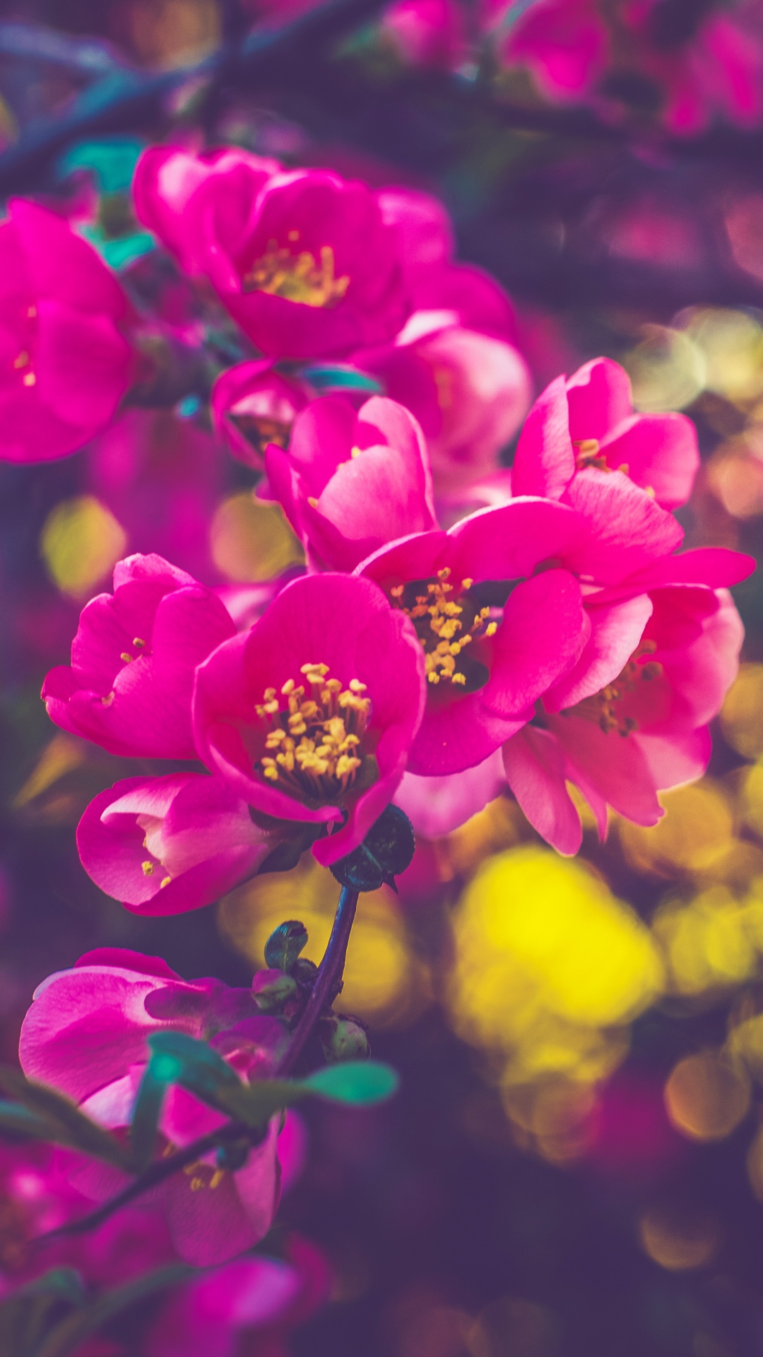 Purple Flowers in Tilt Shift Lens. Wallpaper in 1080x1920 Resolution