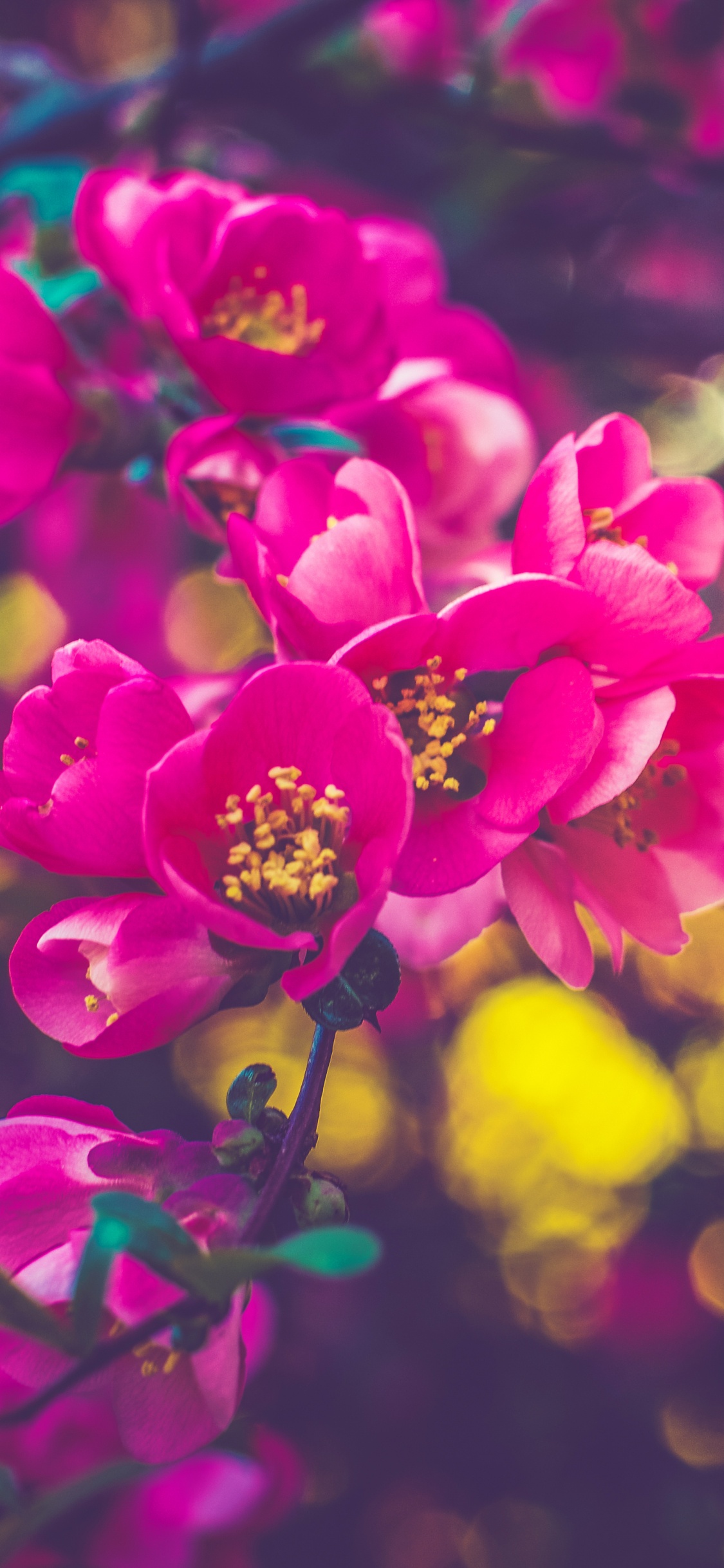 Purple Flowers in Tilt Shift Lens. Wallpaper in 1125x2436 Resolution