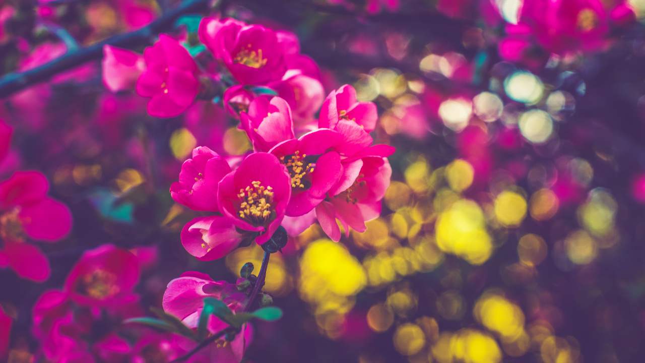 Purple Flowers in Tilt Shift Lens. Wallpaper in 1280x720 Resolution