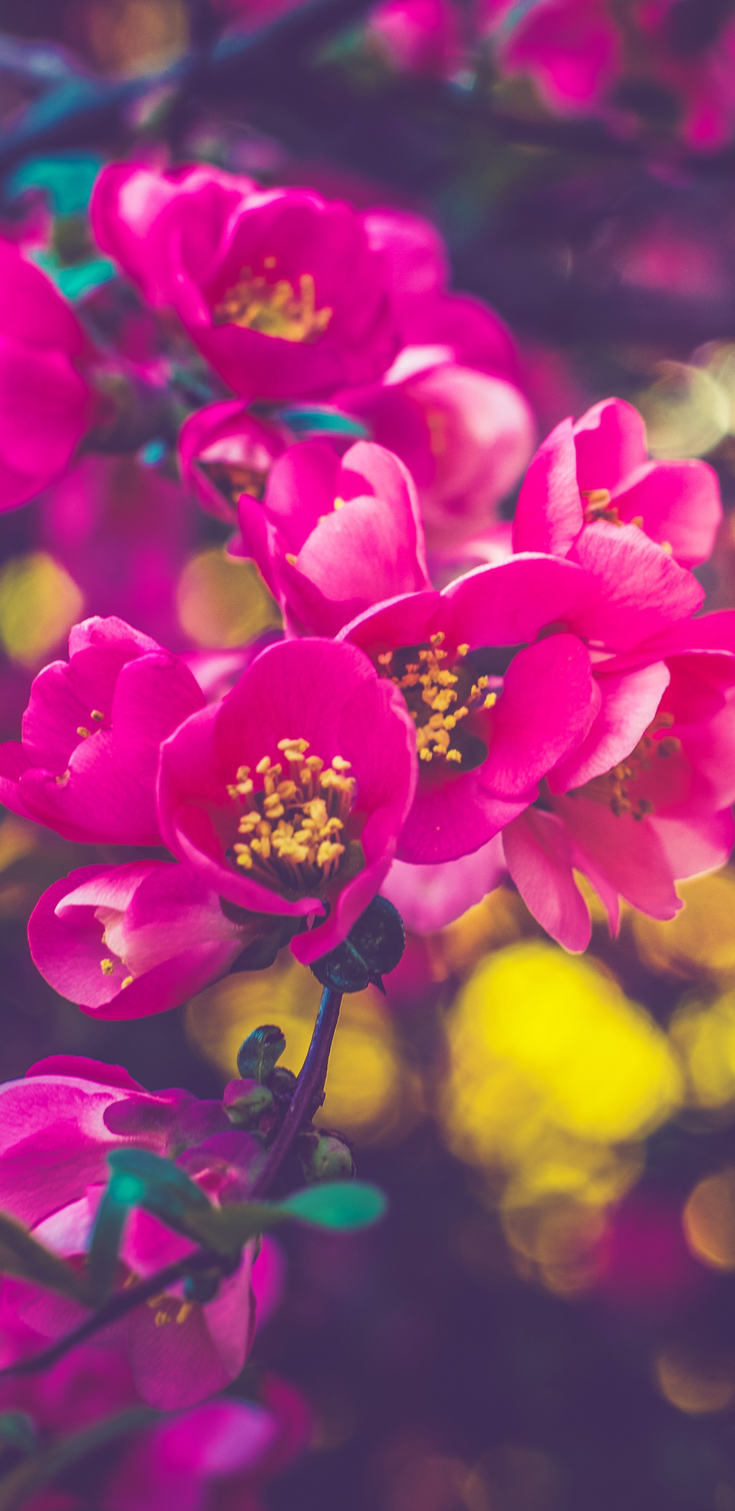 Purple Flowers in Tilt Shift Lens. Wallpaper in 1440x2960 Resolution