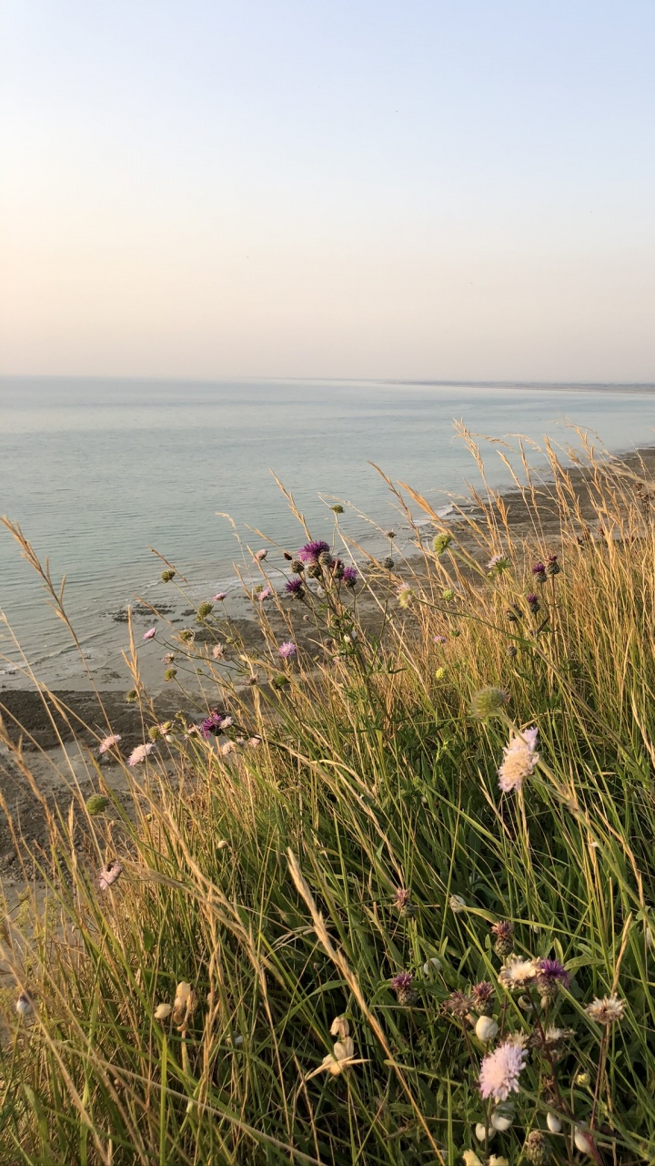 Coast, Grasses, Plant Community, Shore, Horizon. Wallpaper in 720x1280 Resolution